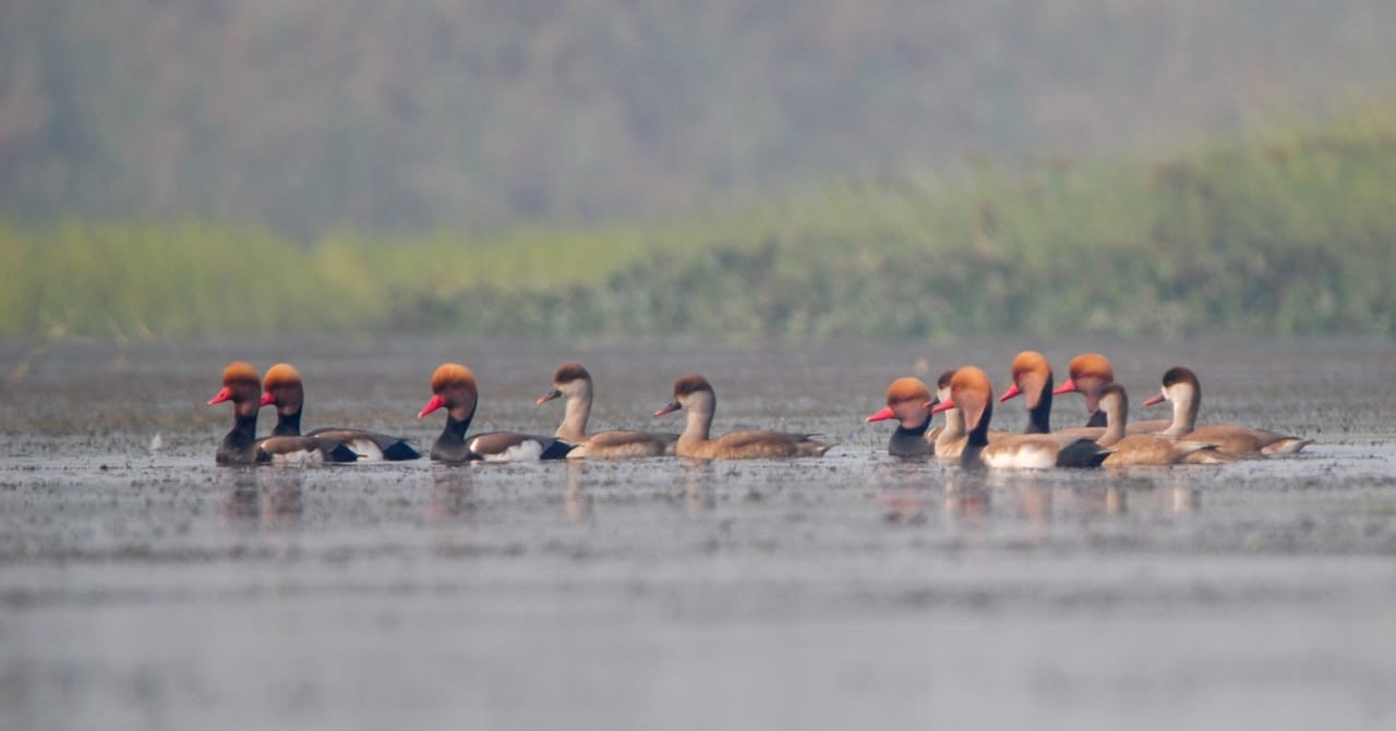 Raft of Red-crested Pochards at Bakhira Wildlife Sanctuary