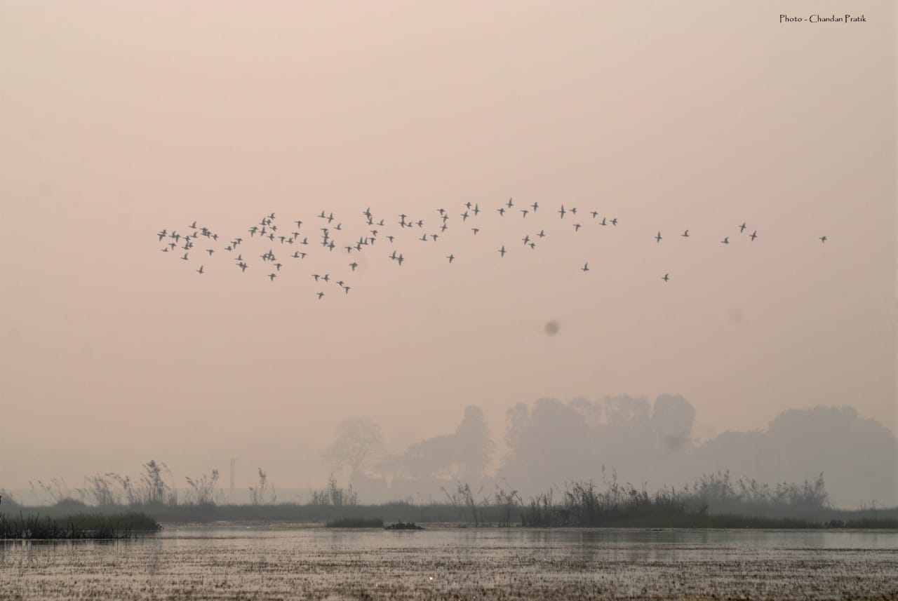 Flock of birds at Bakhira wildlife sanctuary