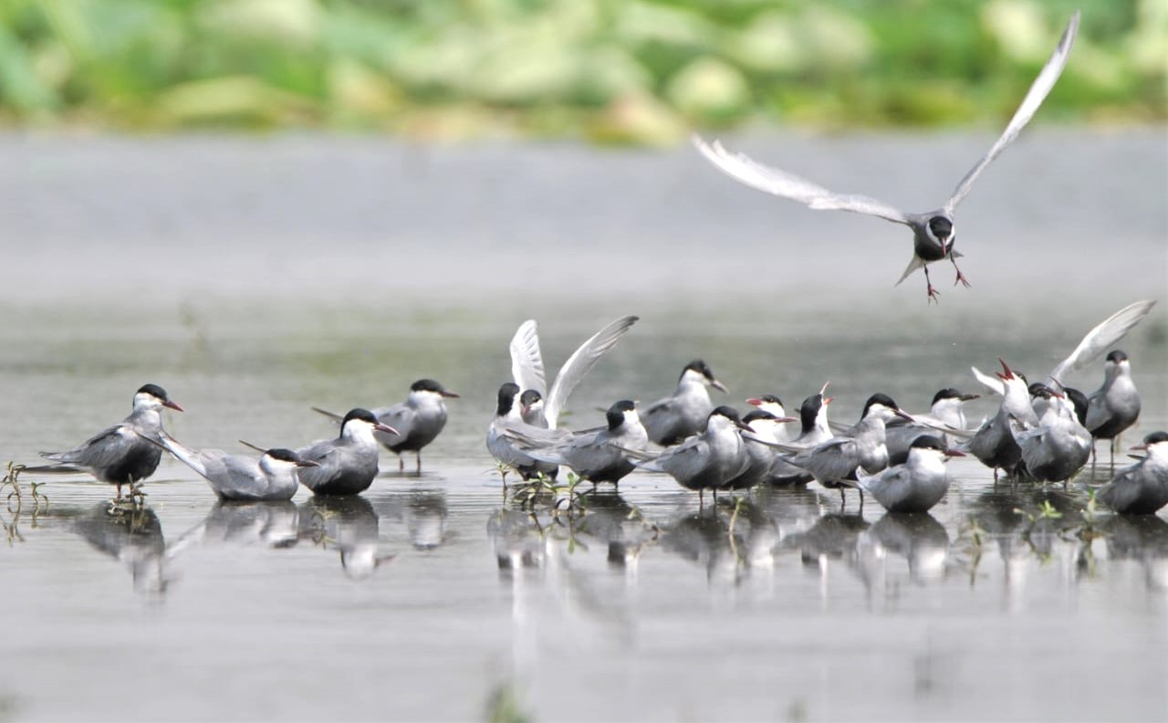 Congregation of Gull-billed terns at Bakhira wildlife sanctuary