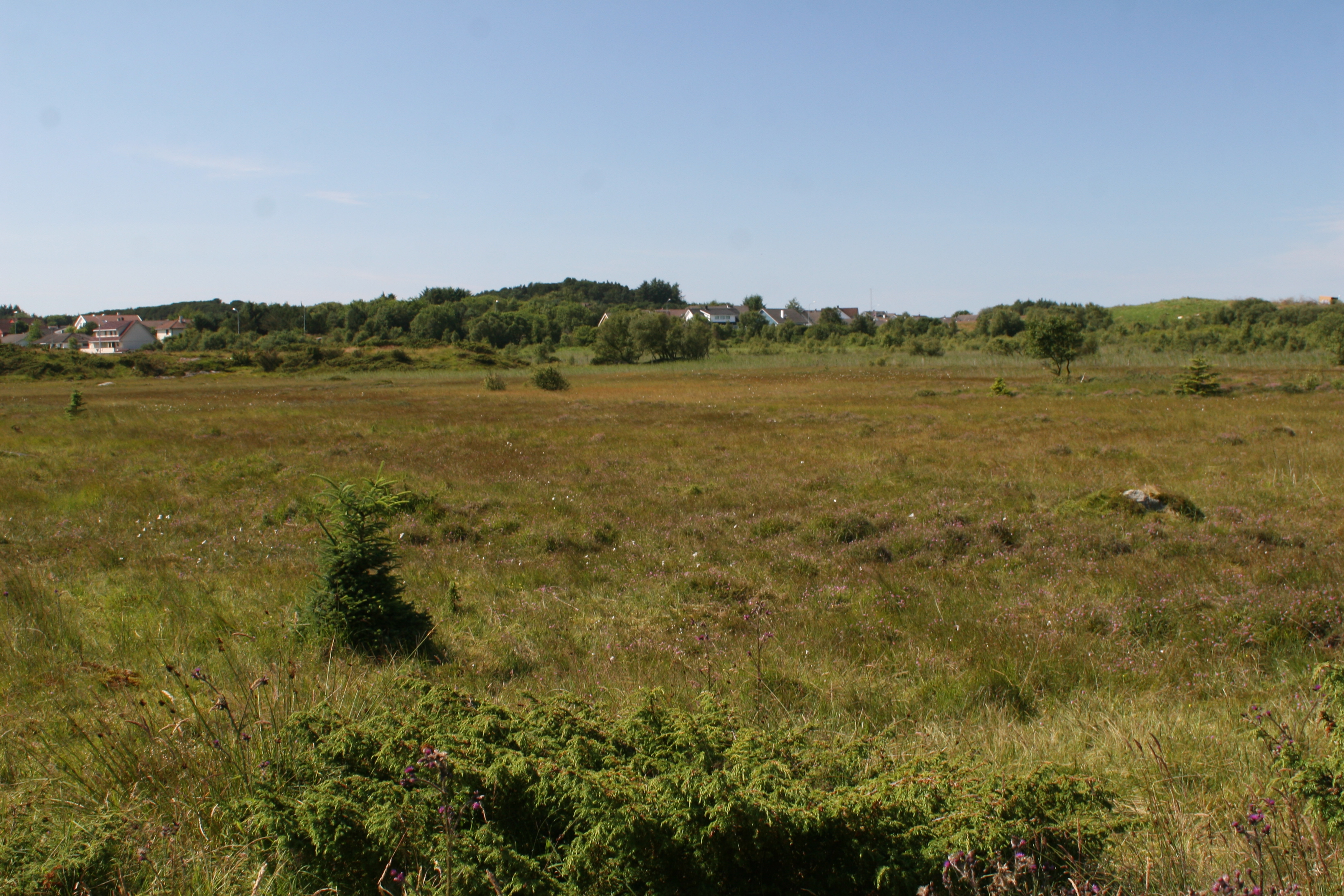 The mire at sub-site Storamyr.