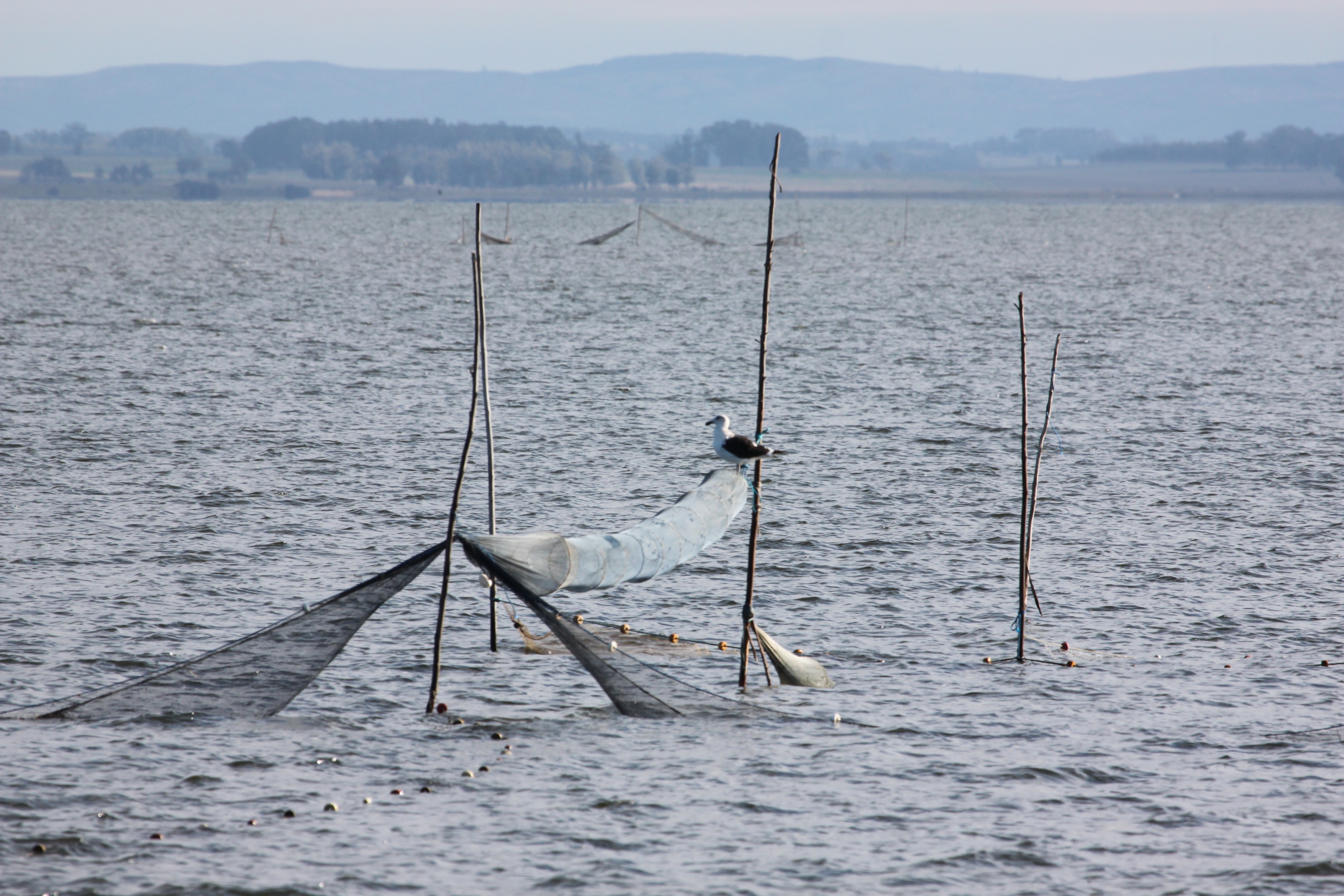 Laguna de Rocha (Stefano Barchiesi)