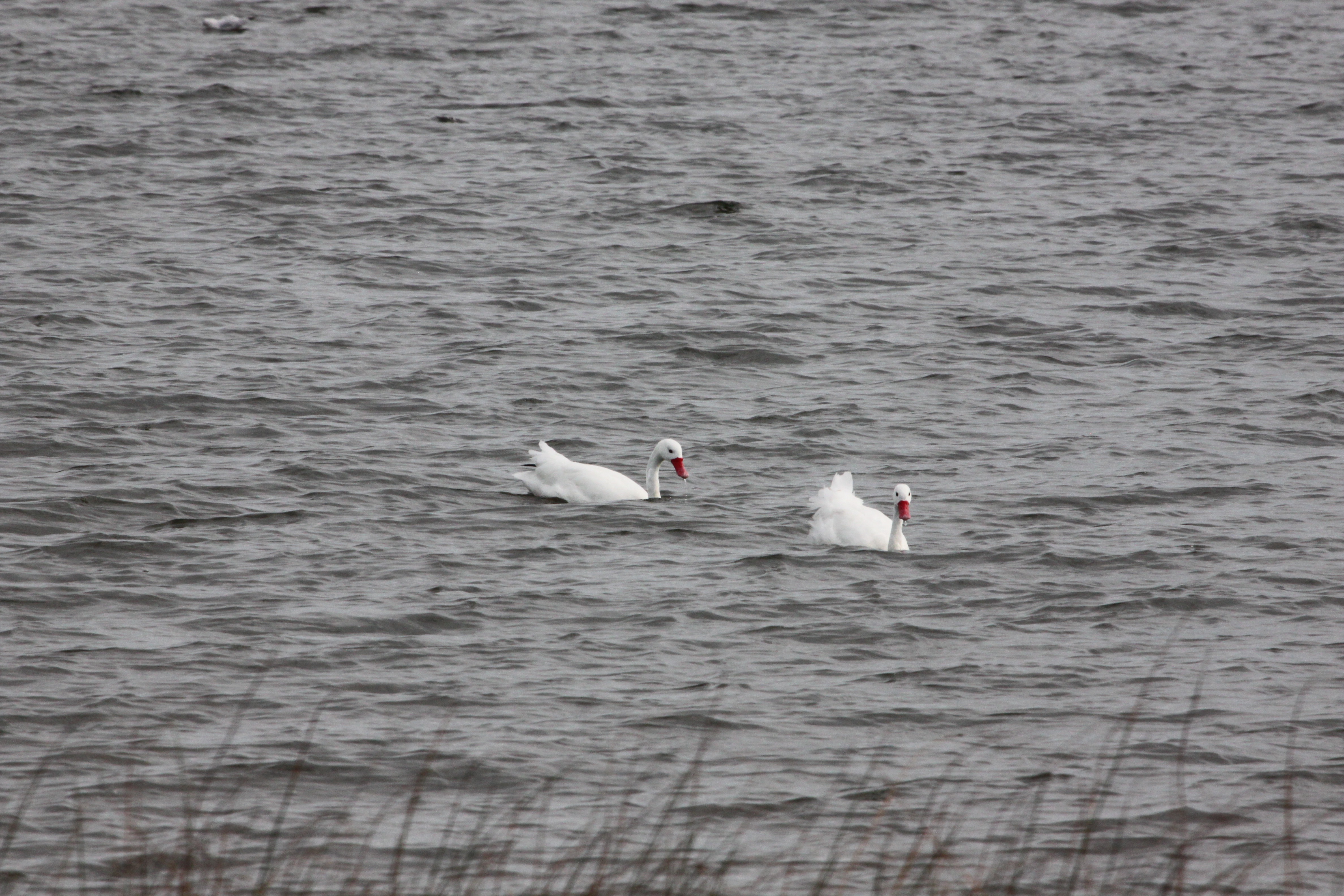 Laguna de Rocha (Stefano Barchiesi)