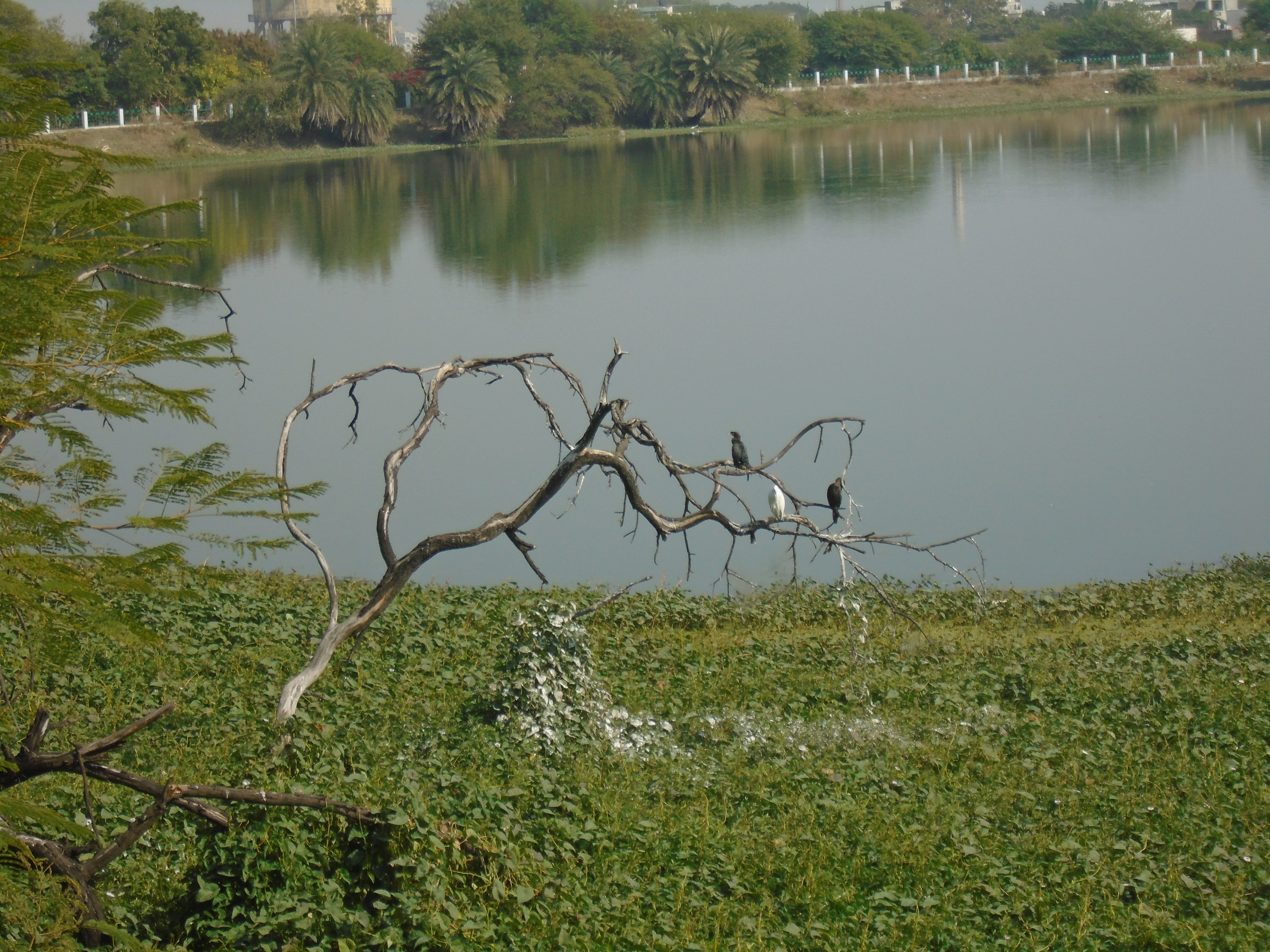 Resting site of Heronry birds