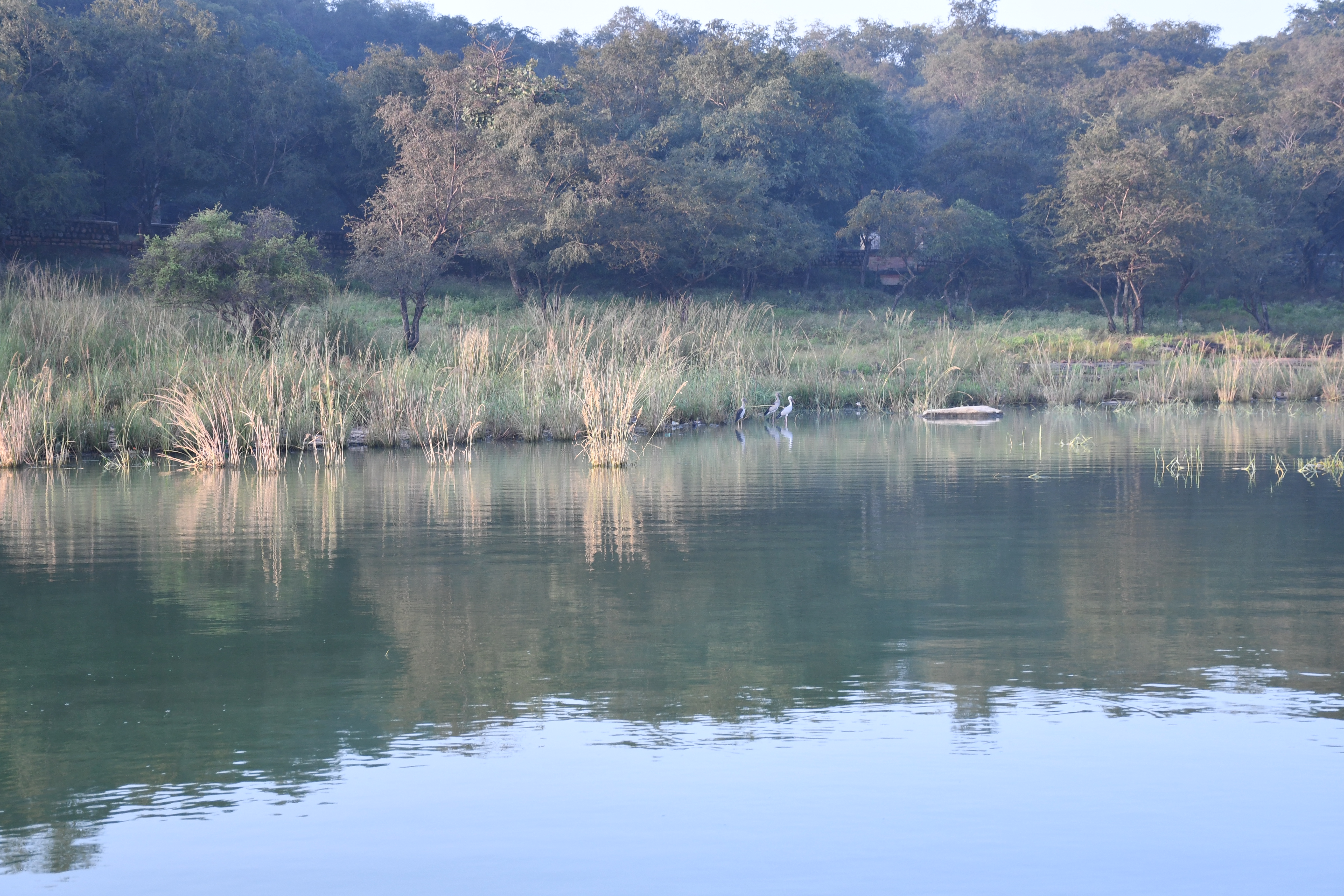 Asian openbill in Northern site of wetland