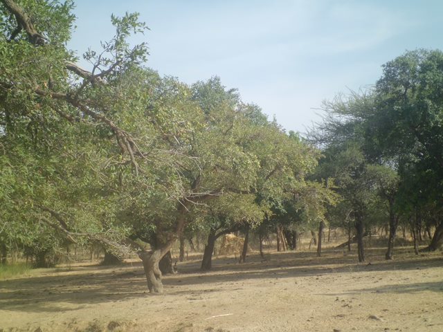 Végétation ripicole au bord du lac