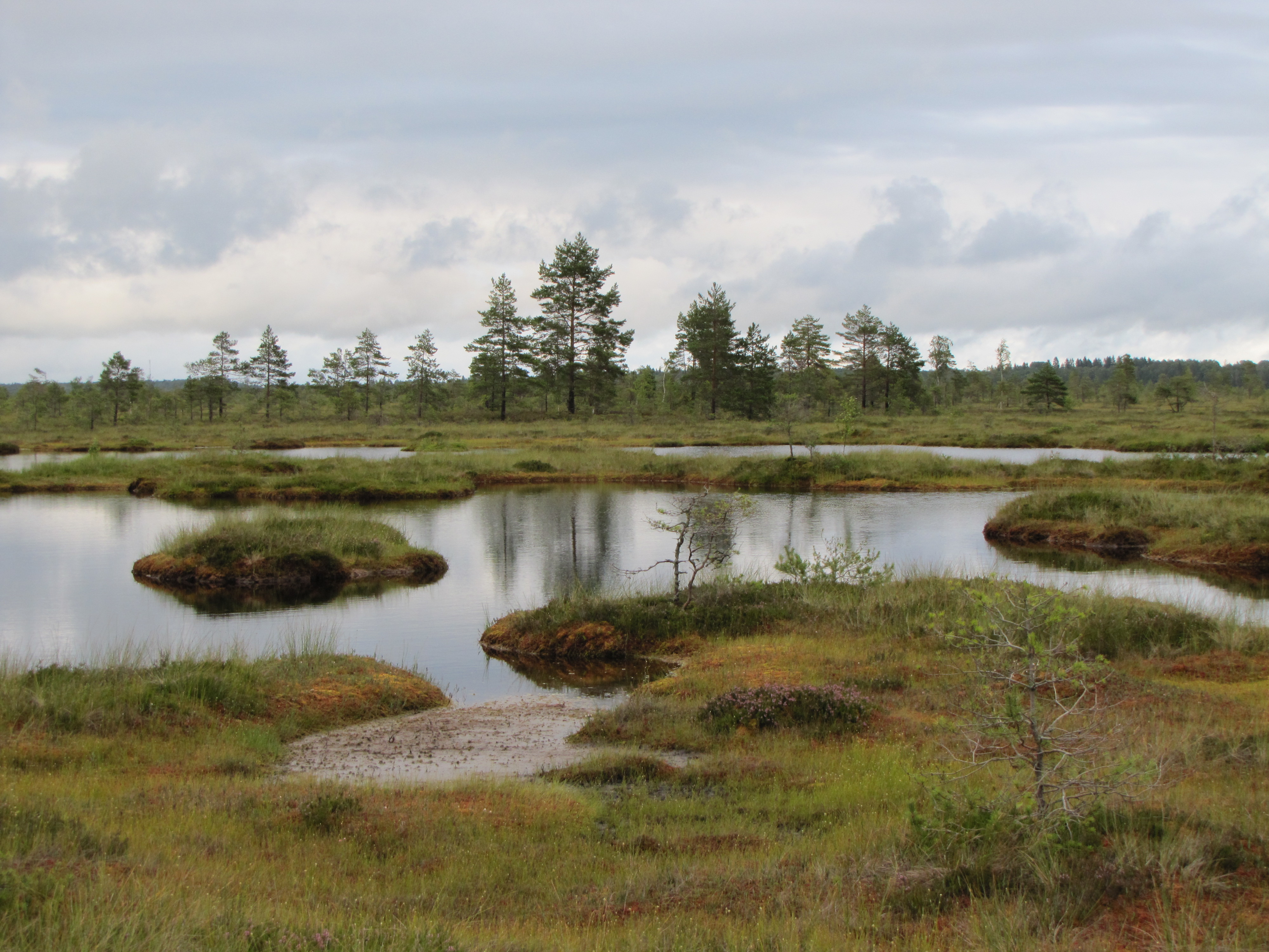 Nigula Bog