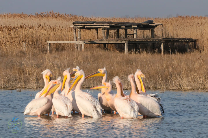 Birds in the estuaries