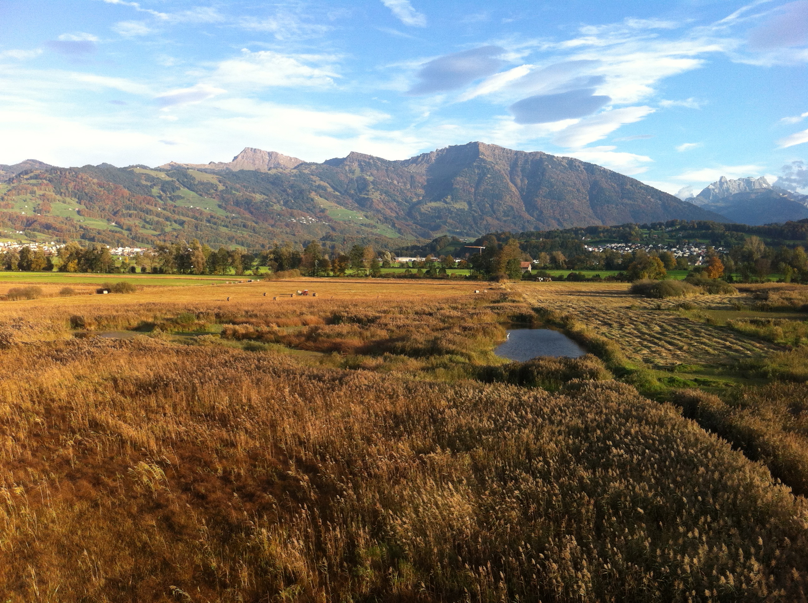 Ramsar site no. 509: Kaltbrunner Riet