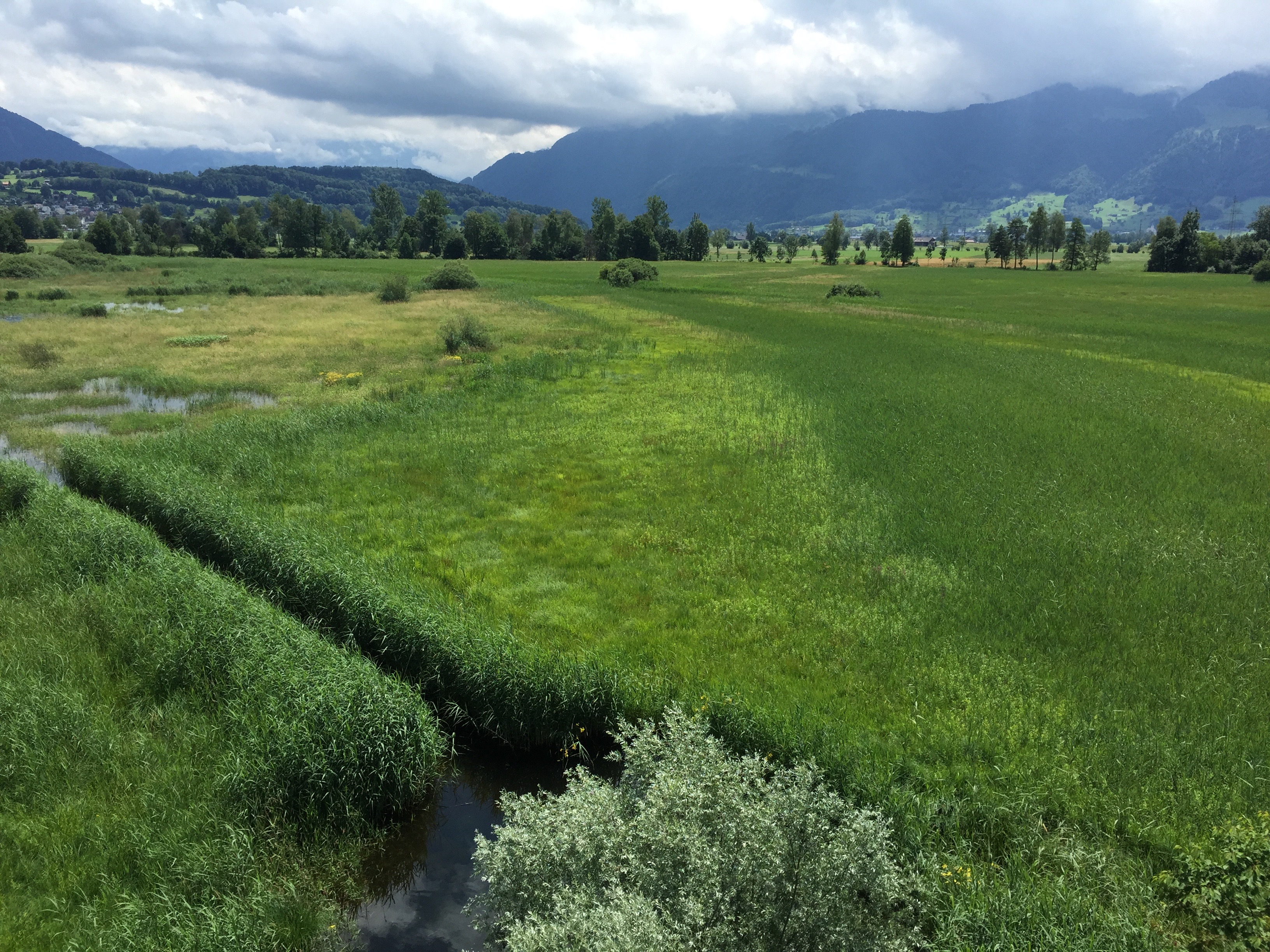 Ramsar site no. 509: Kaltbrunner Riet