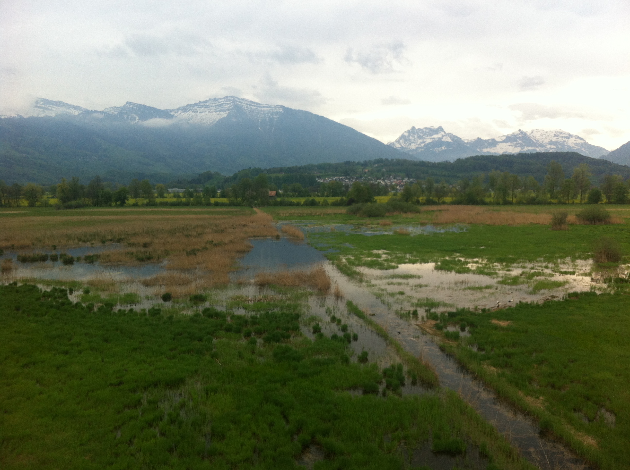 Ramsar site no. 509: Kaltbrunner Riet