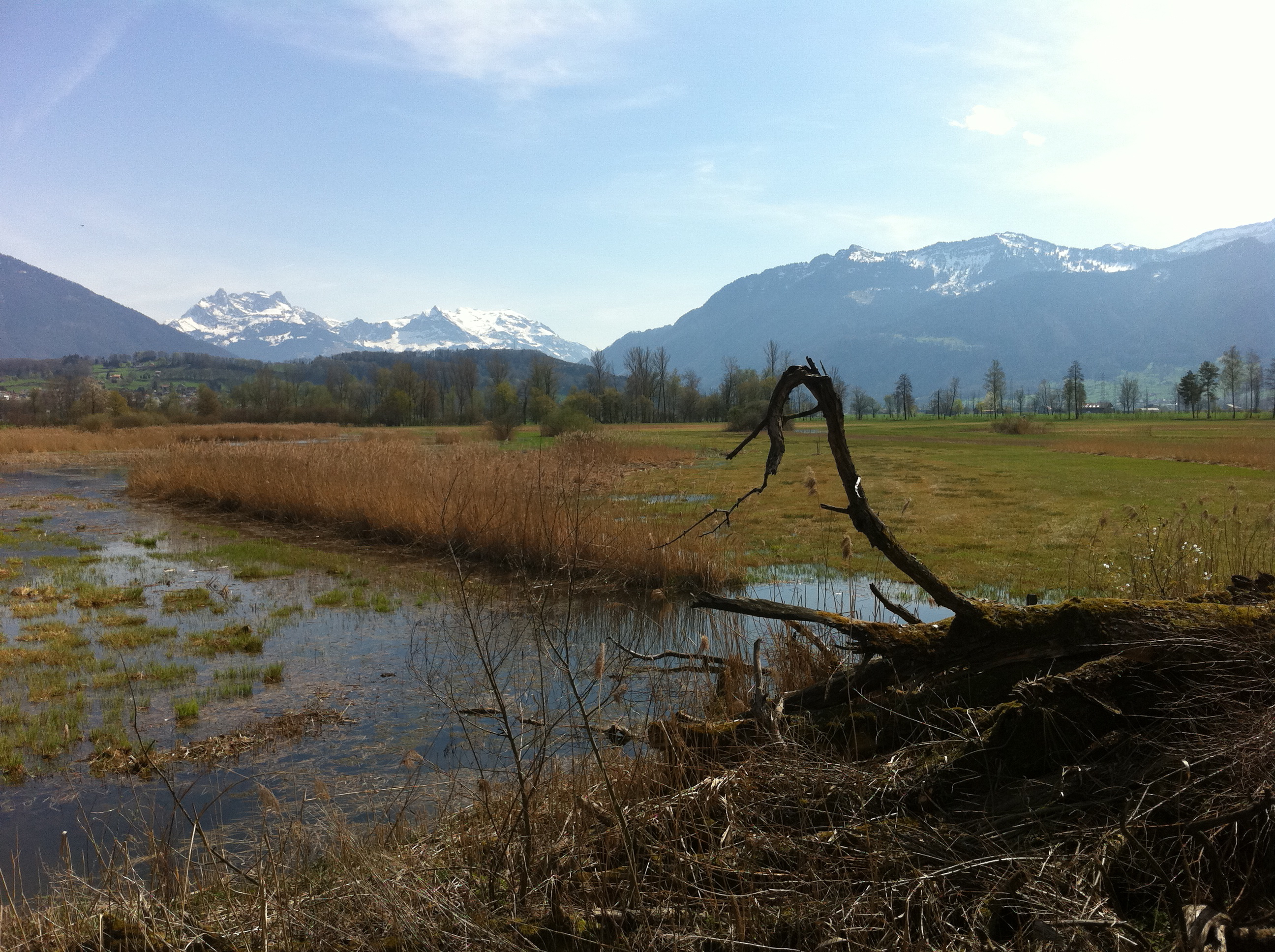 Ramsar site no. 509: Kaltbrunner Riet