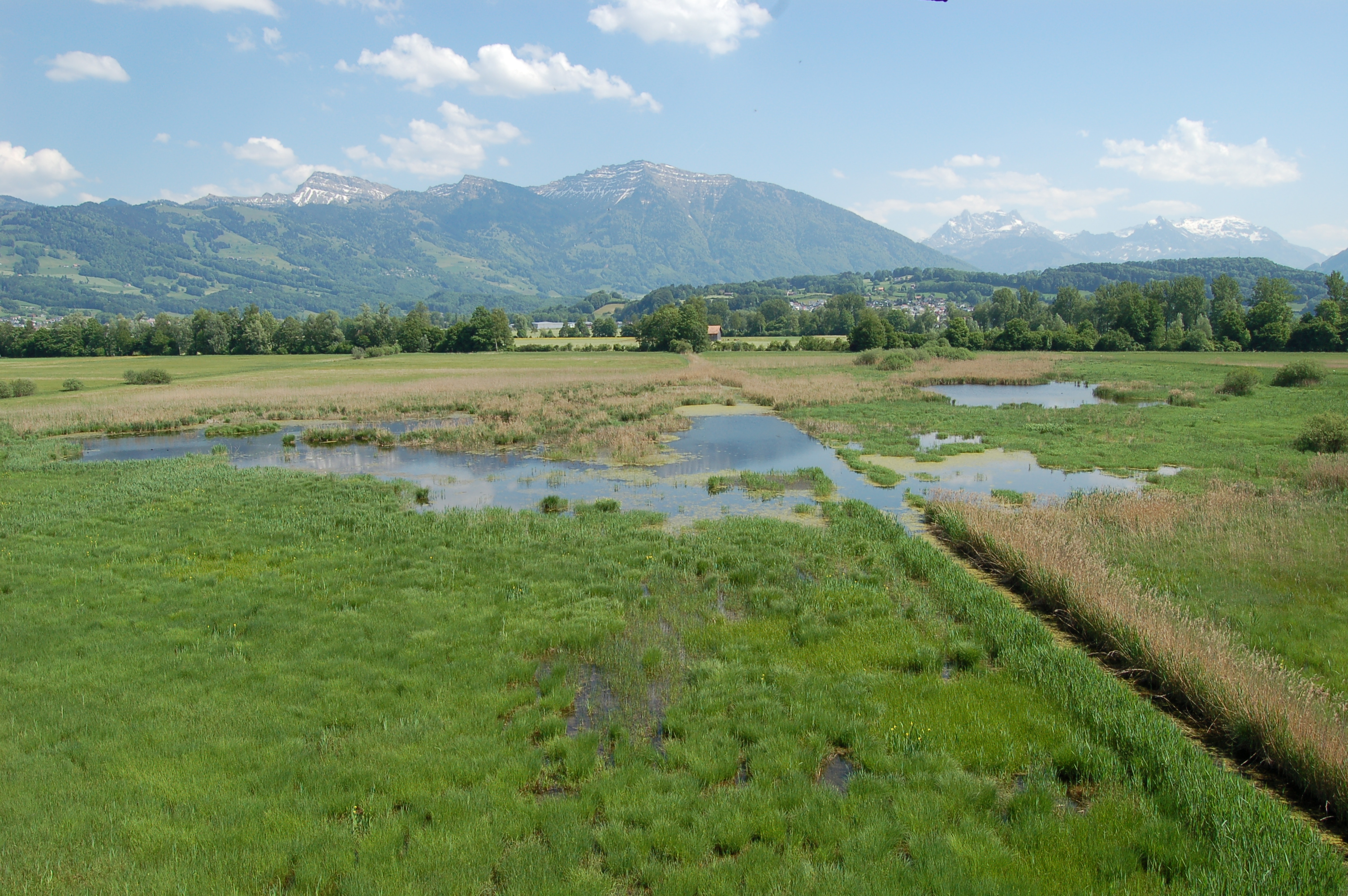 Ramsar site no. 509: Kaltbrunner Riet