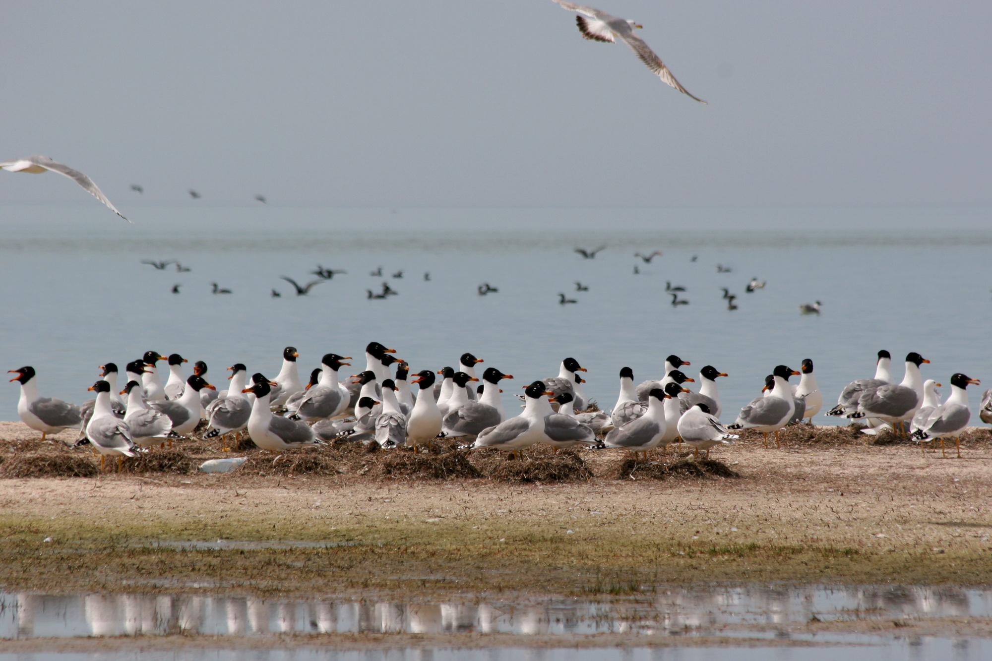 Colony of Ichthyaetus ichthyaetus on the island of Big Kinsky in Yagorlytska Bay, Black Sea Biosphere Reserve.