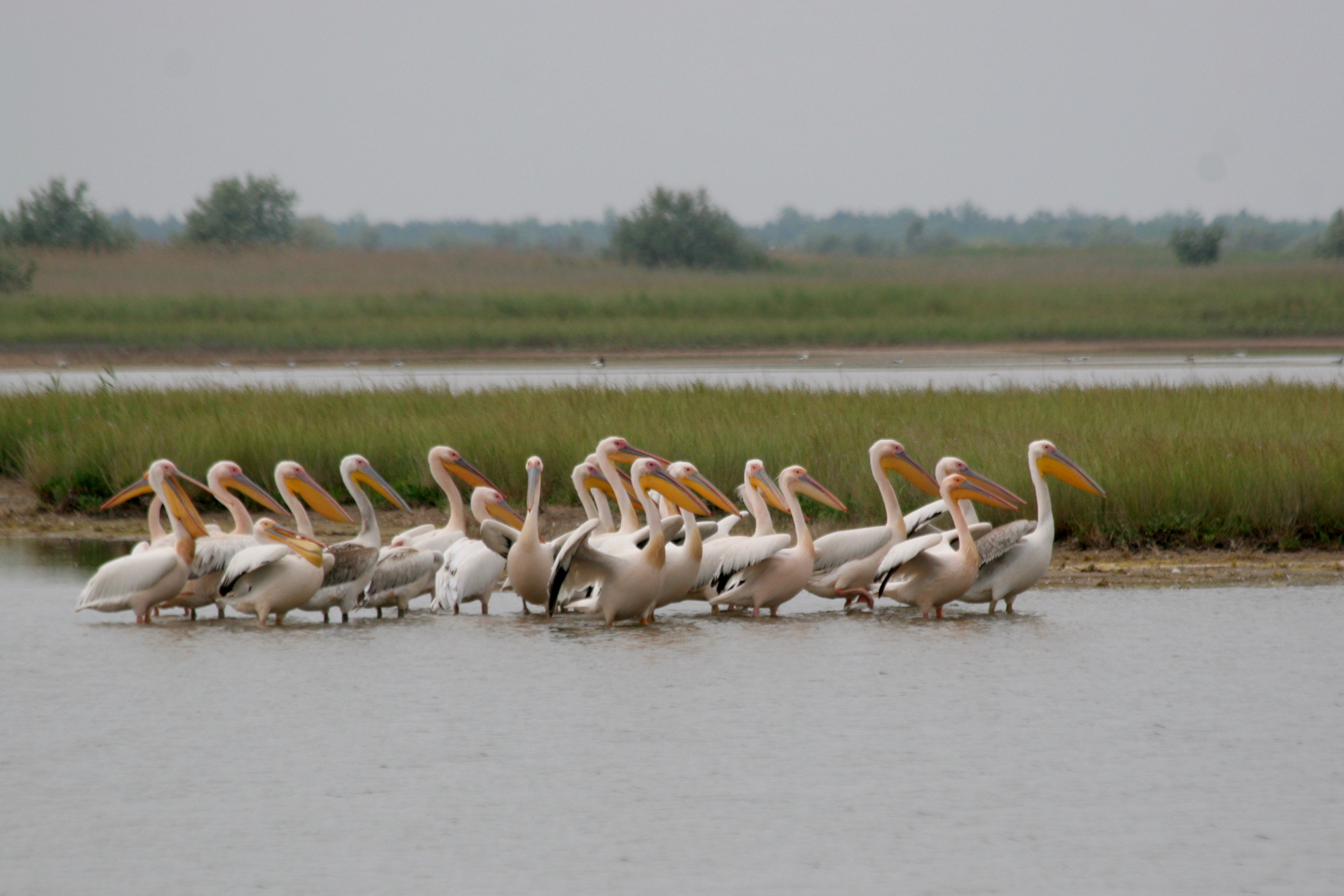 Pelecanus onocrotalus on the coastal lakes of Yagorlytska Bay