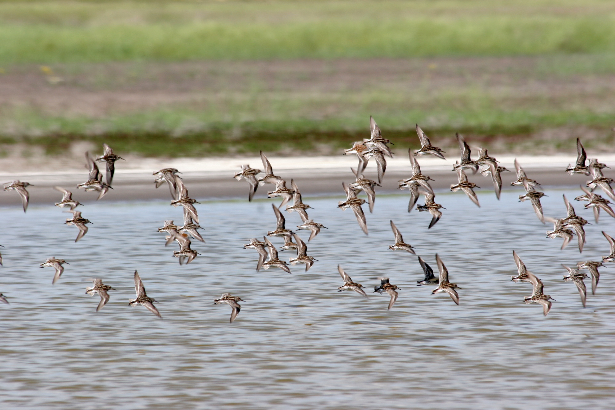 The coastal lakes and salt marshes of Yagorlytska Bay are the stoppower place of many waders during migrations.