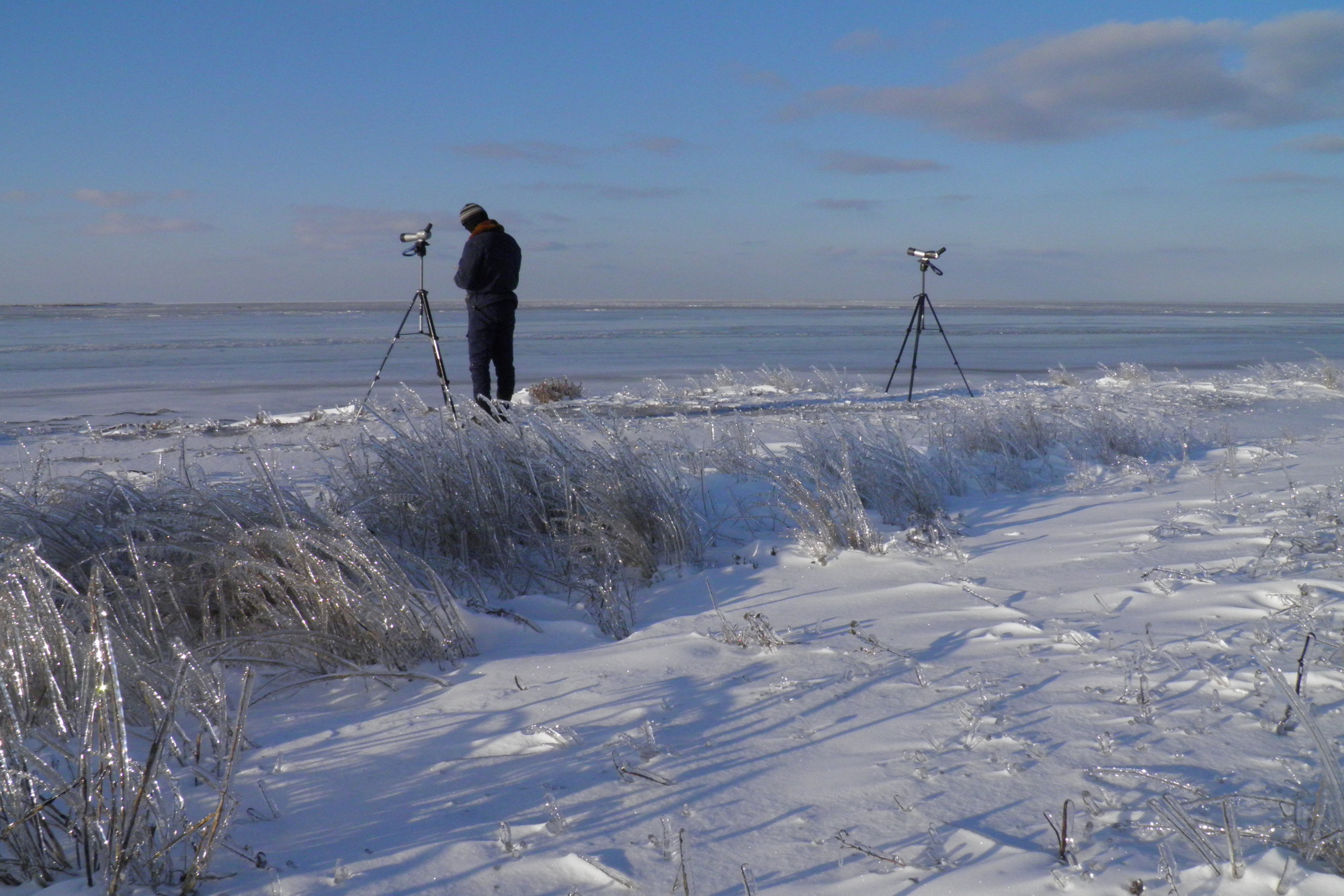 Middle winter accounting of wintering waterbirds.