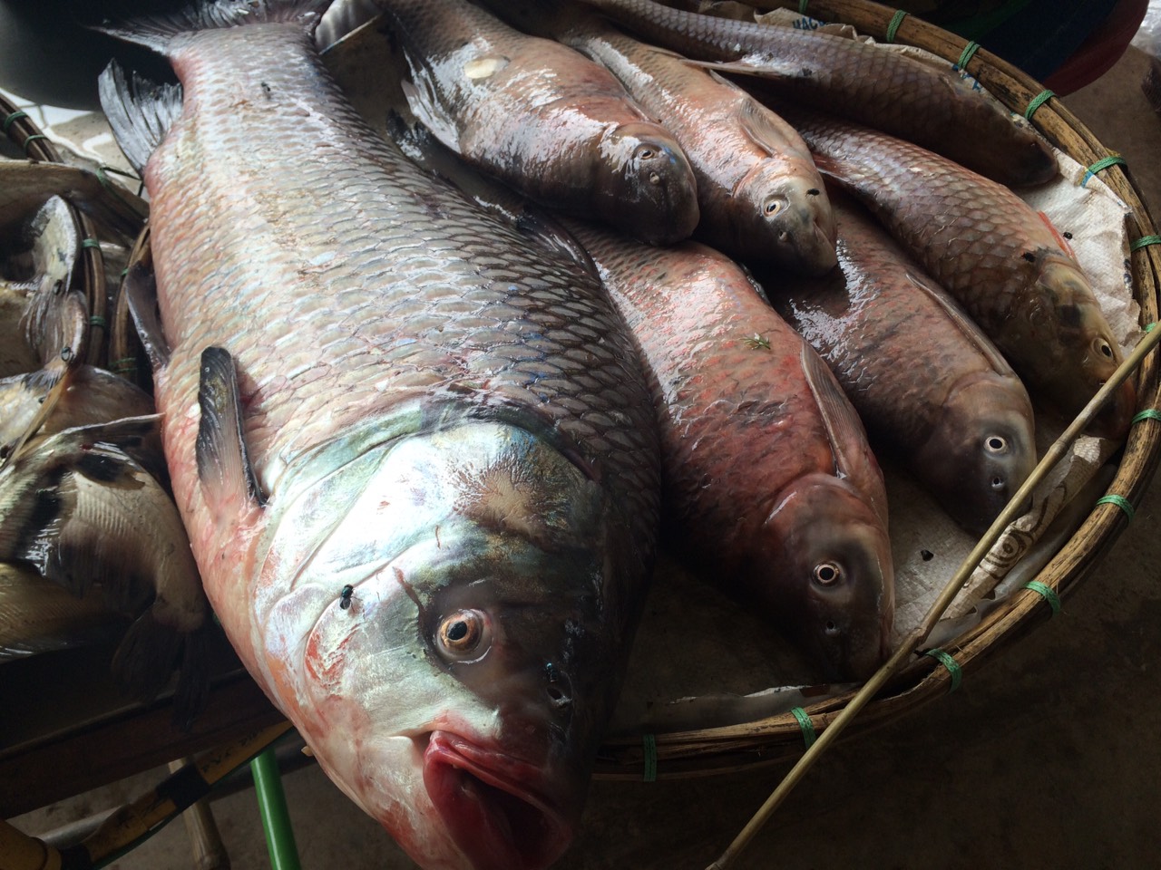 Fish of Songkhram River