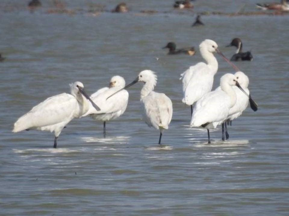 Congregation of spoonbill storks at Saman bird Sanctuary