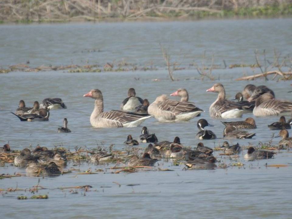 Congregation of waterfowls at Saman Bird Sanctuary