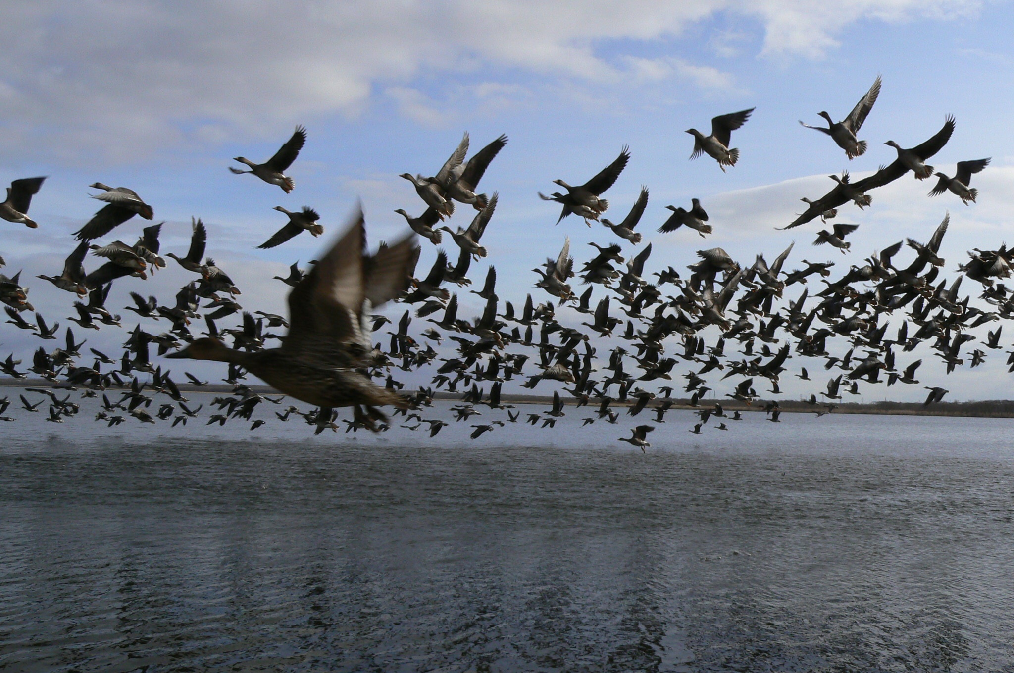 Greater White-fronted Goose flying over Utonai-ko