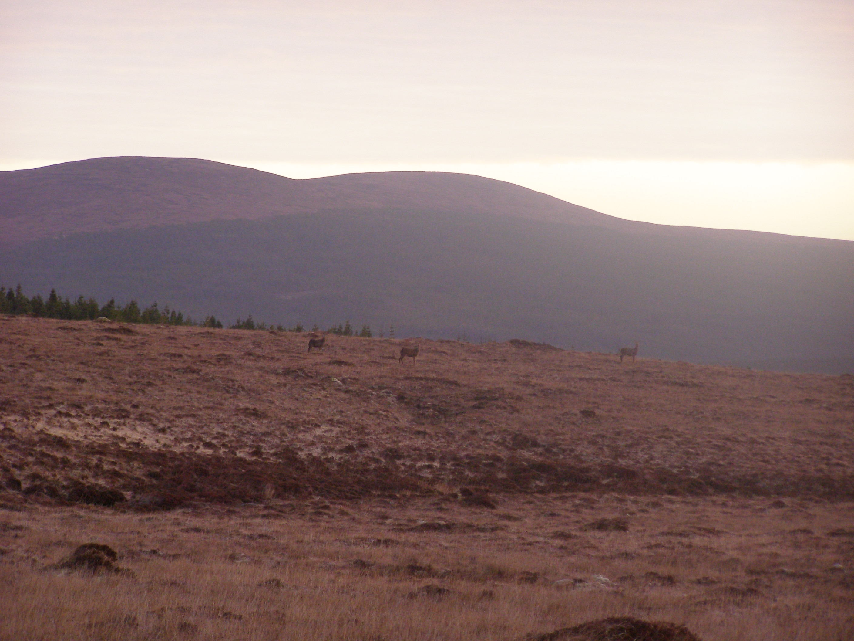 Blanket bog and Red Deer 