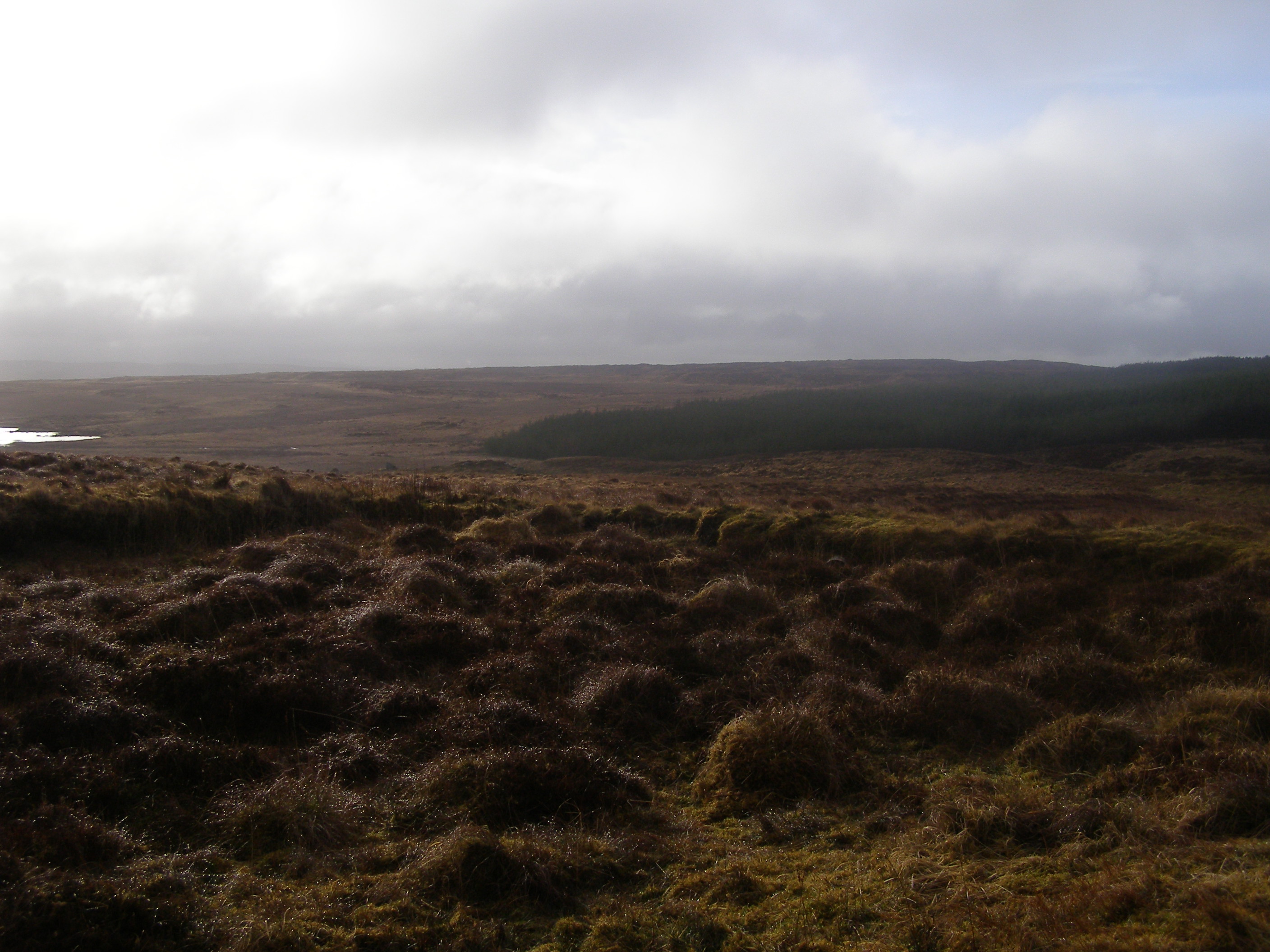 Blanket bog with forestry in the background