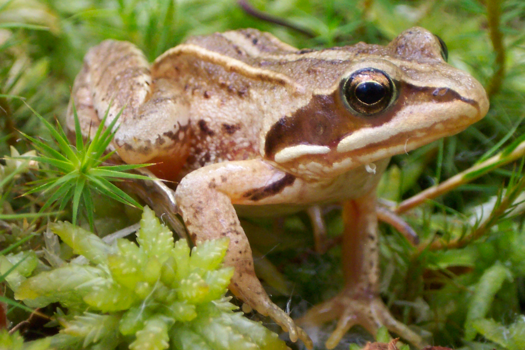 Grenouille des champs, Rana arvalis