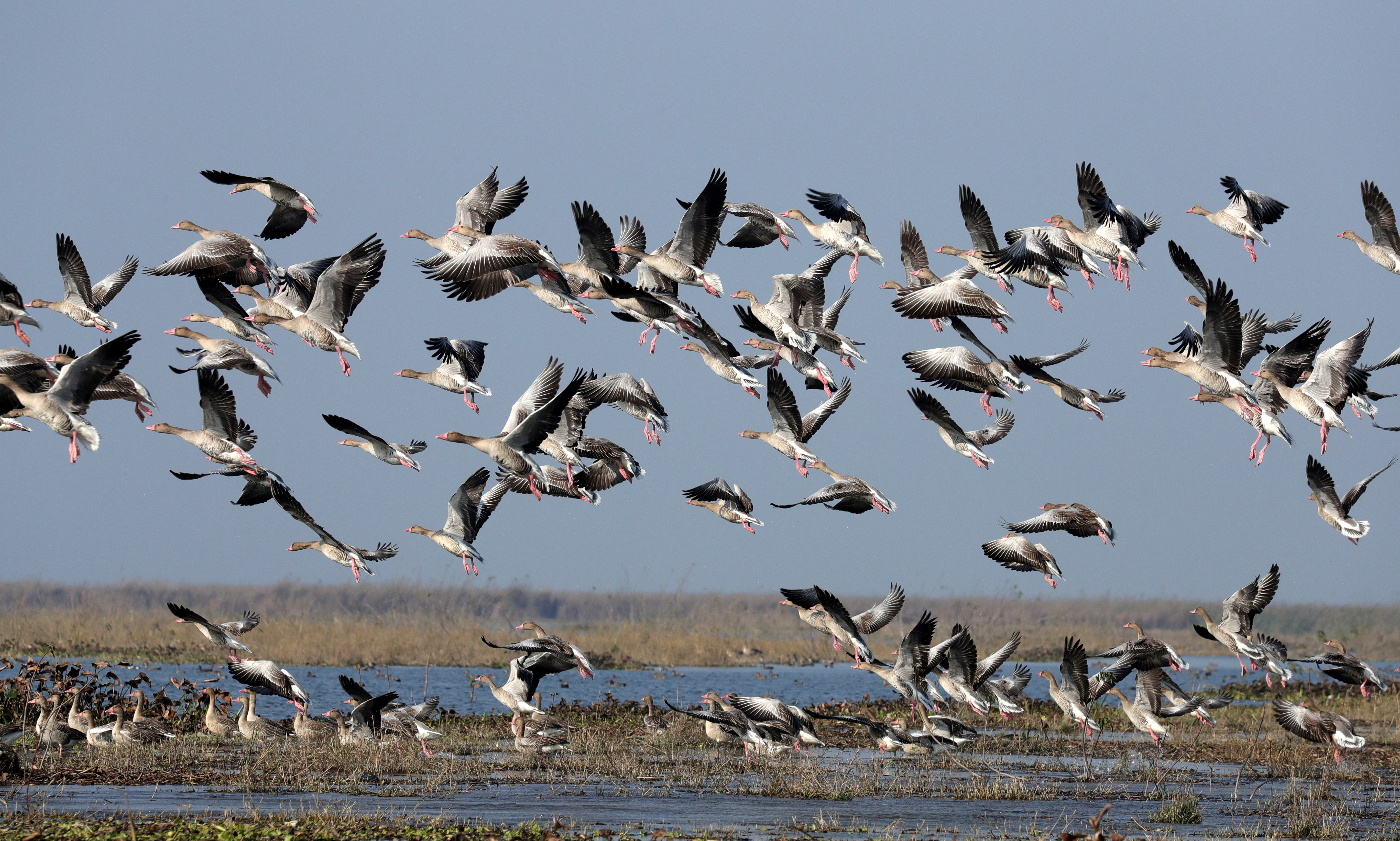 Grey-lag goose in Haiderpur wetland