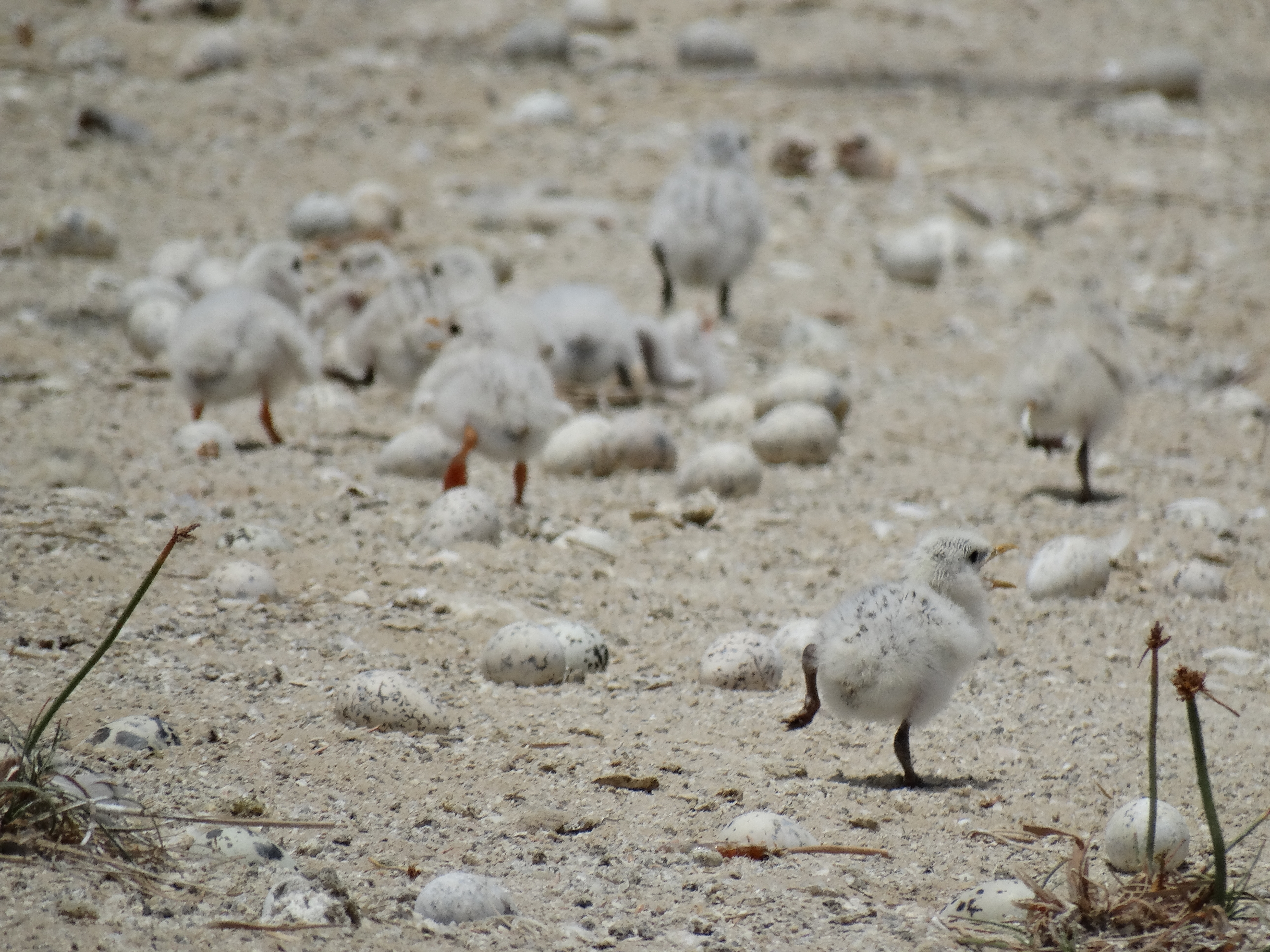 POUSSINS DE STERNES ROYALES