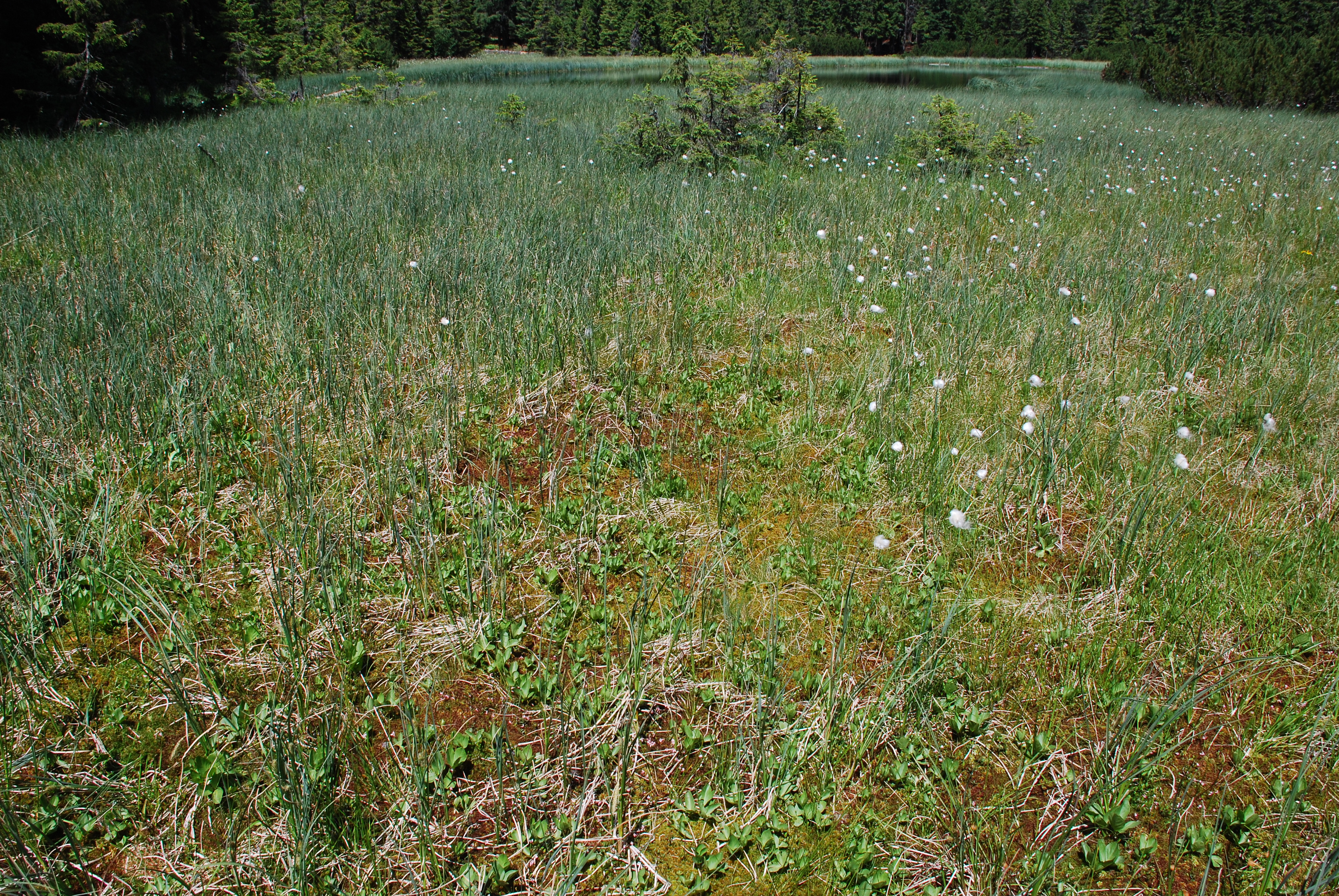 Raised bog at the shore of Lake Maricheika