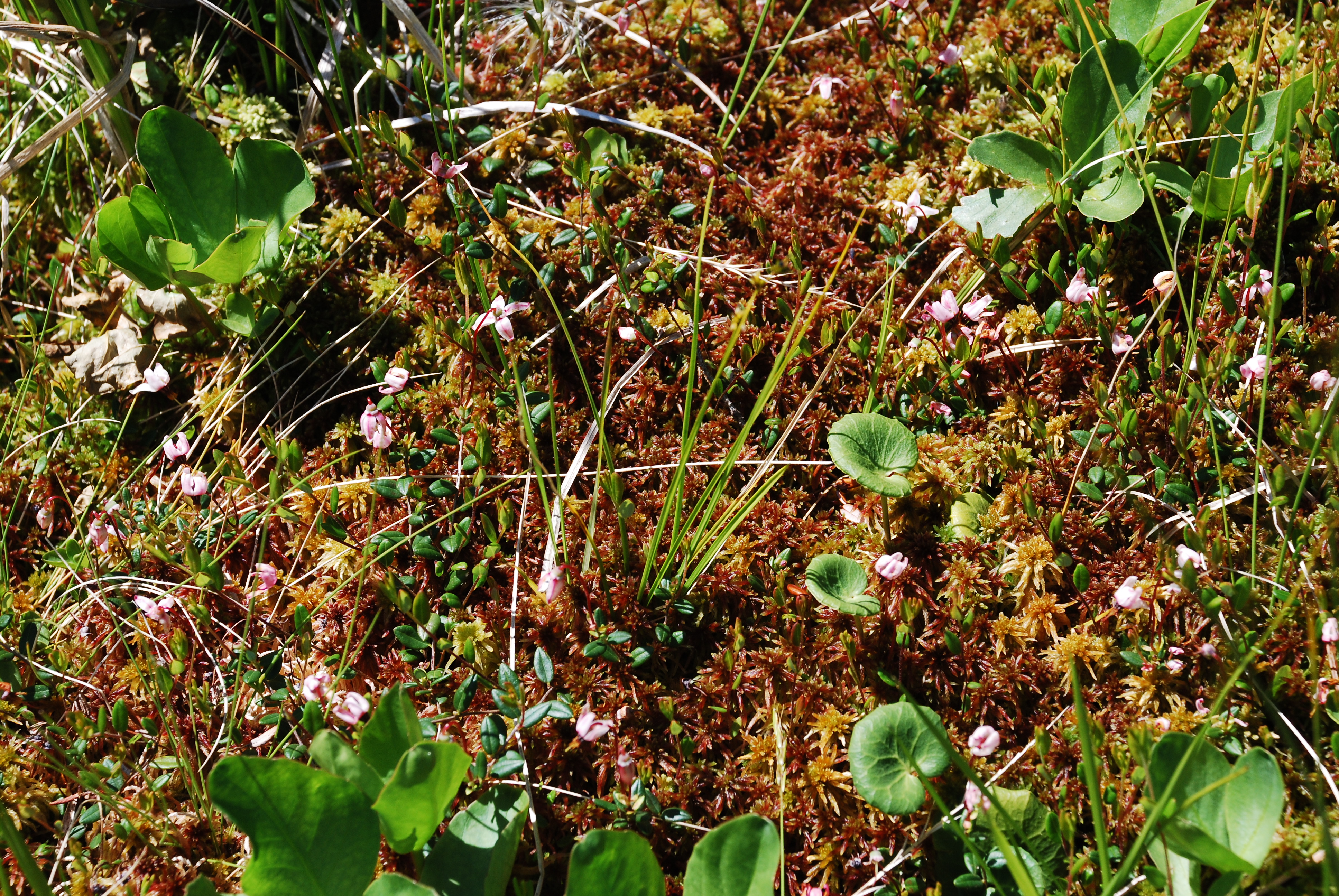 Sphagnum-cranberry phytodiversity of the bog at the shore of Lake Maricheika