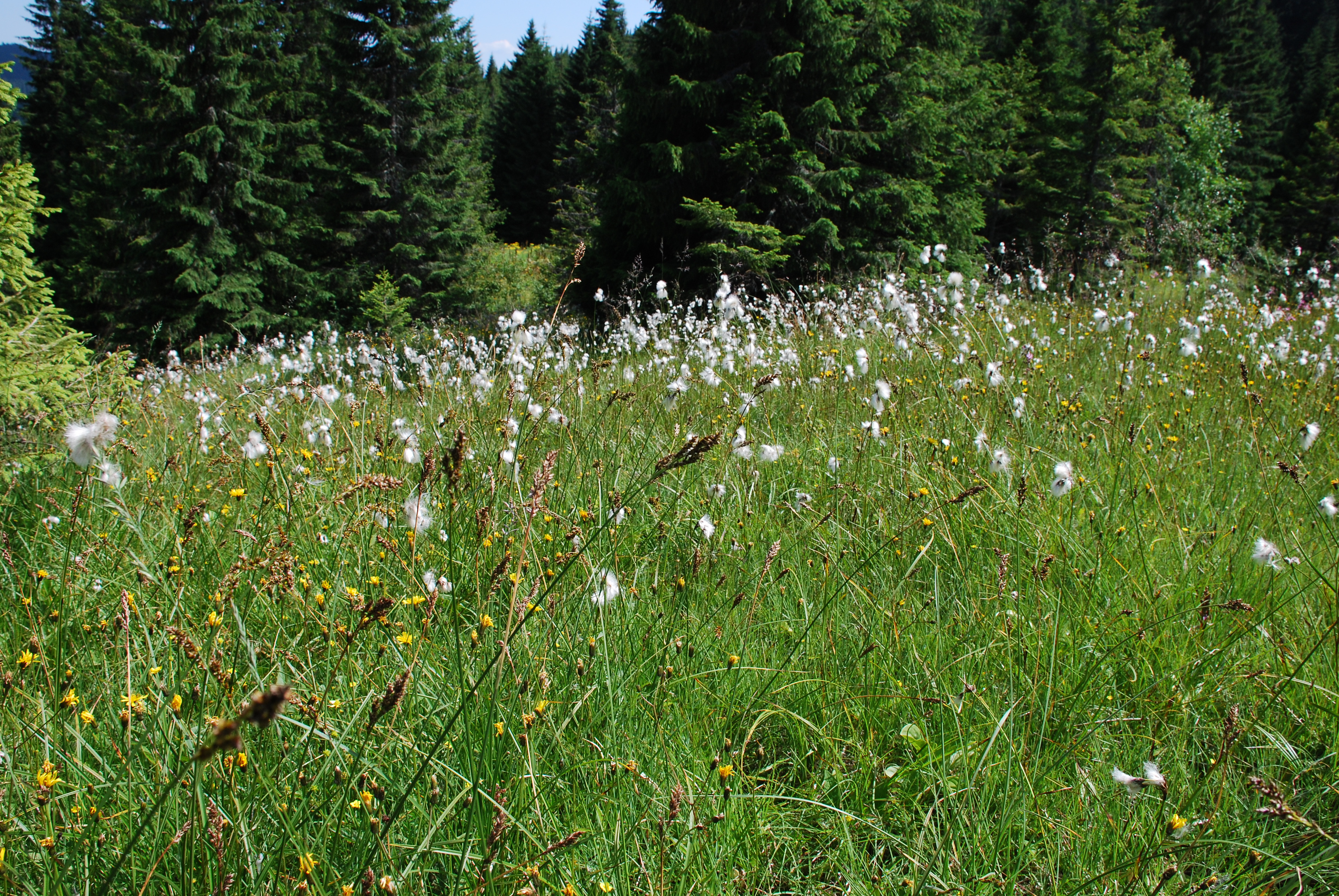 Cottongrass-sedge hillslope bog in headwaters of the Phorilets River