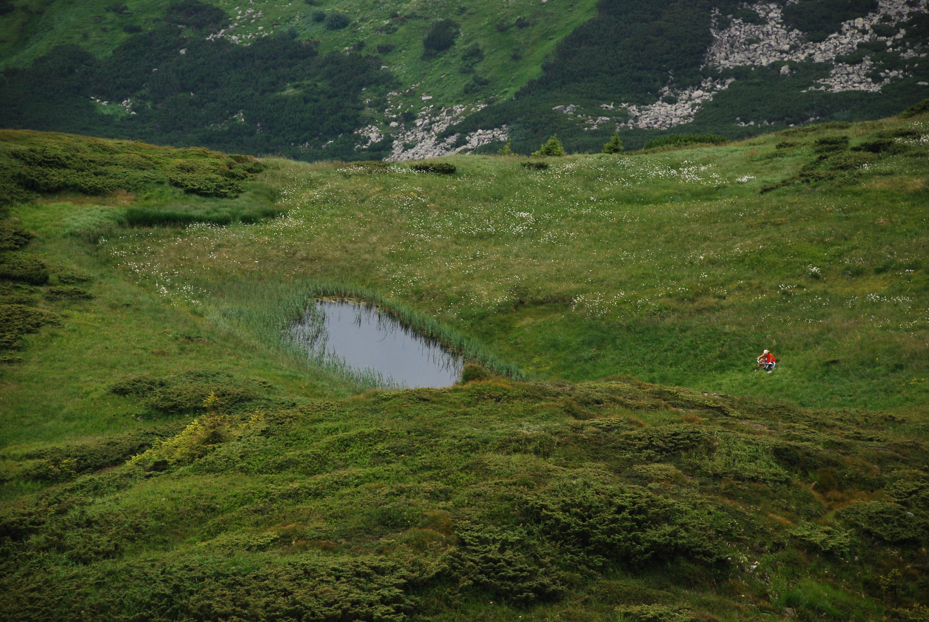 Wetland area in the alpine belt of Chornohora massif