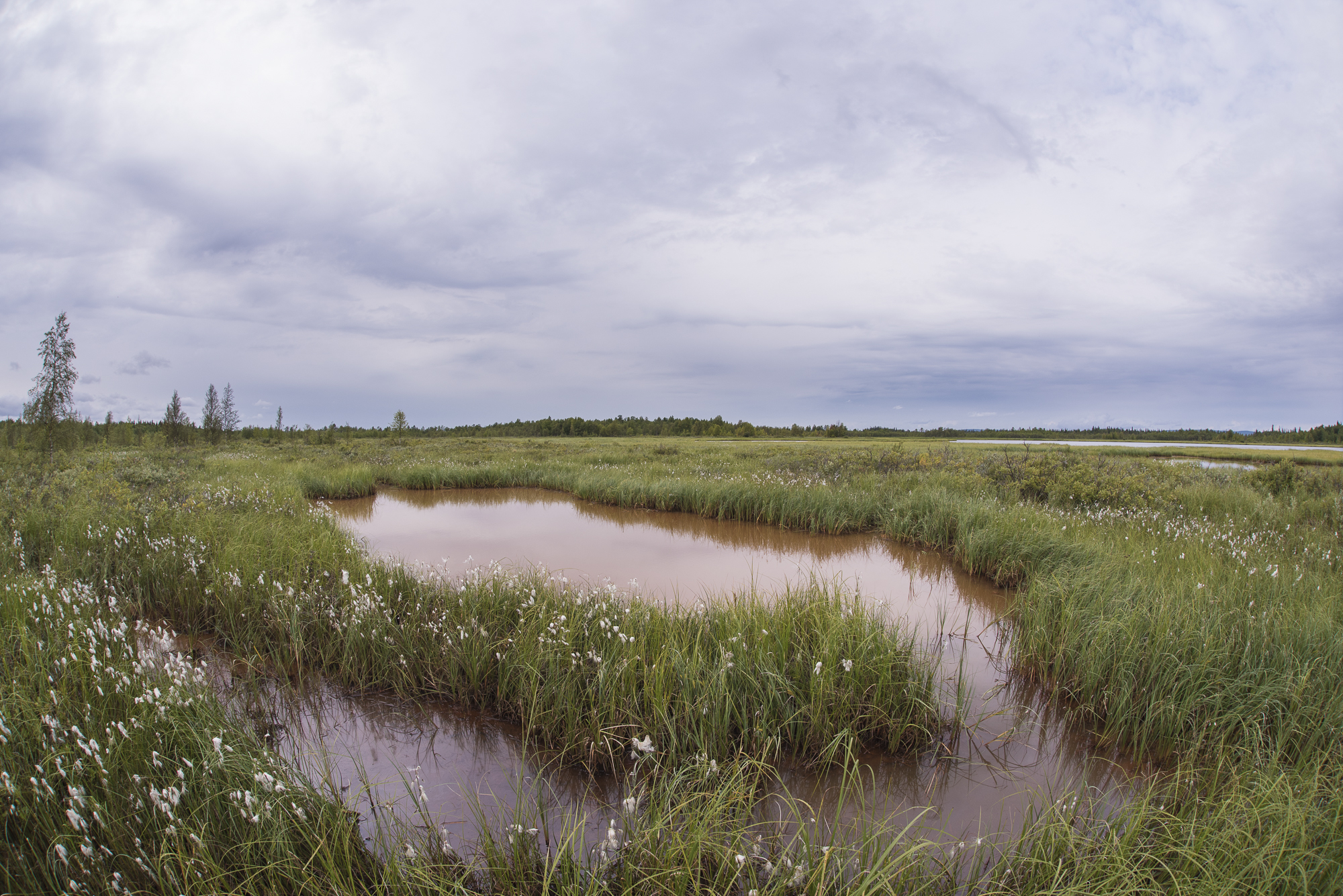 The surface waters of Teuravuoma aapa mires are rich in iron.