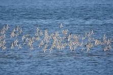 Calidris alpina flying over Fujimae-higata