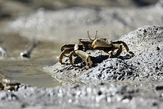 Macrophthalmus japonicus feeding on the tidal flat