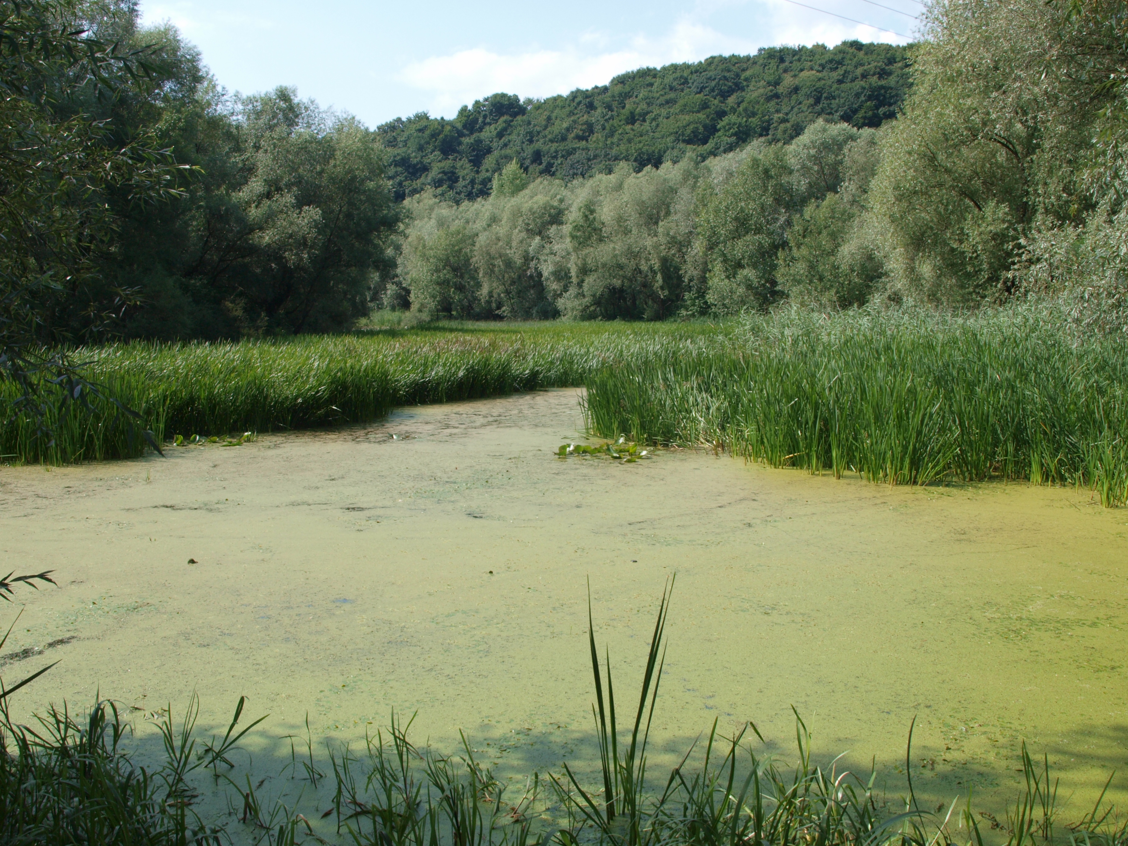 The Dnister oxbow lake (vicinities of the city of Halych, site “Korolivka”)