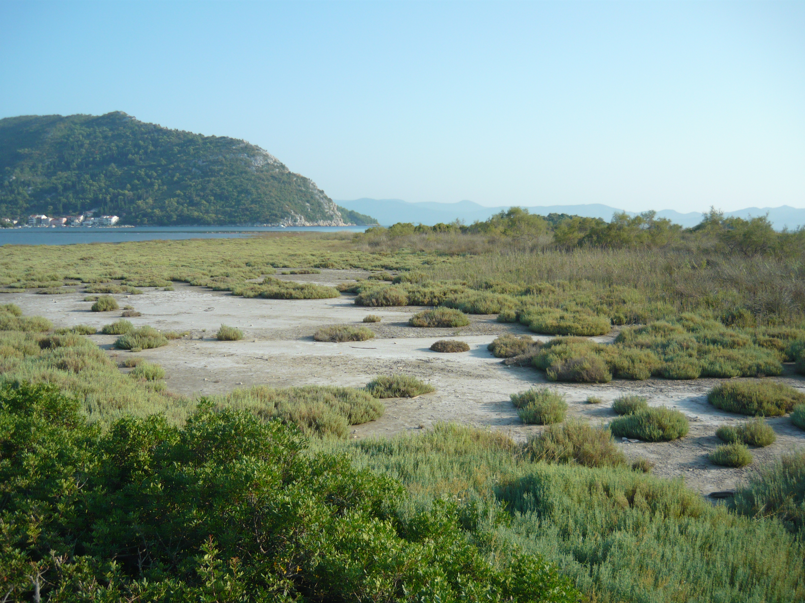 Blace Bay - Salicornia europea