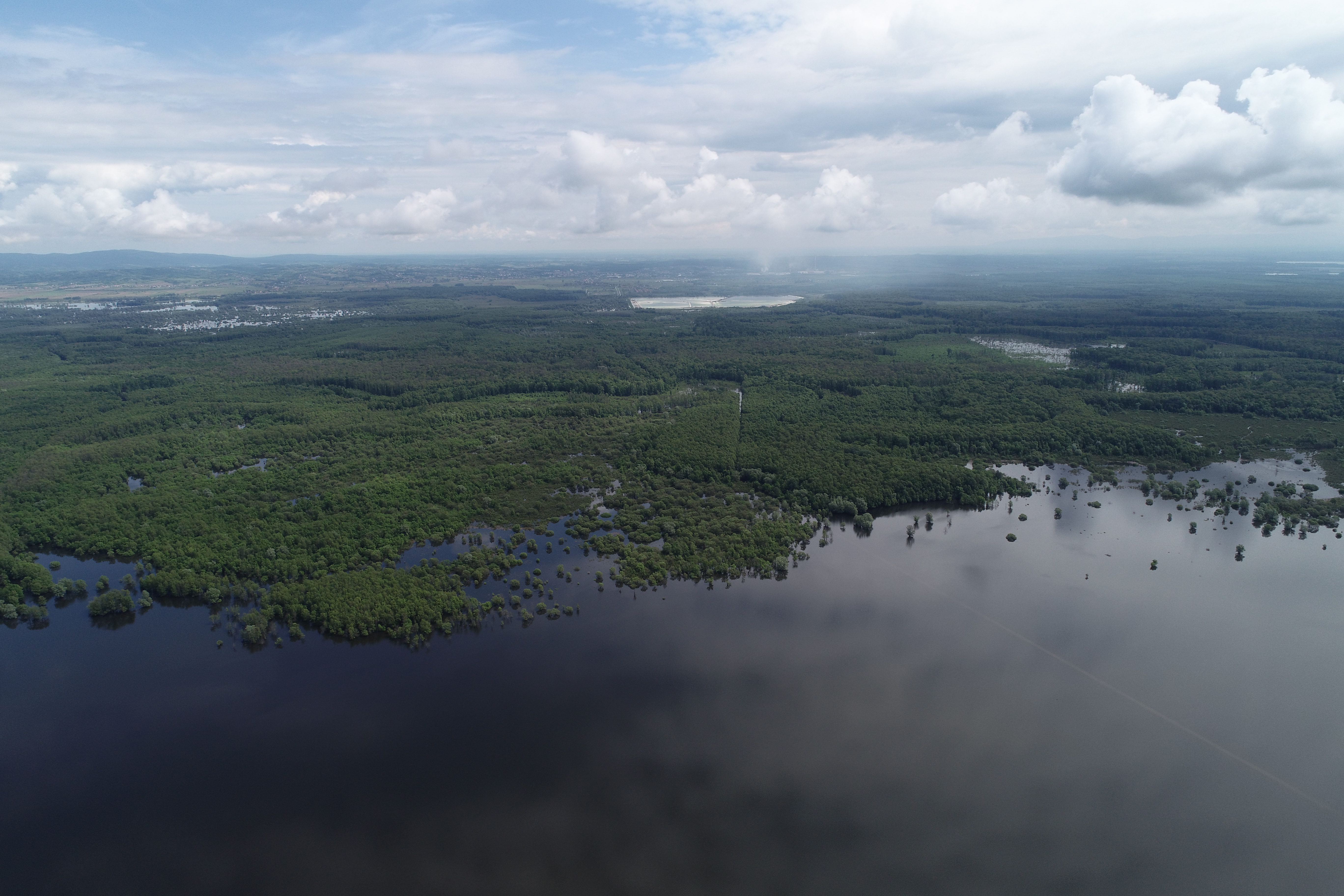 Riperian forest in flood period