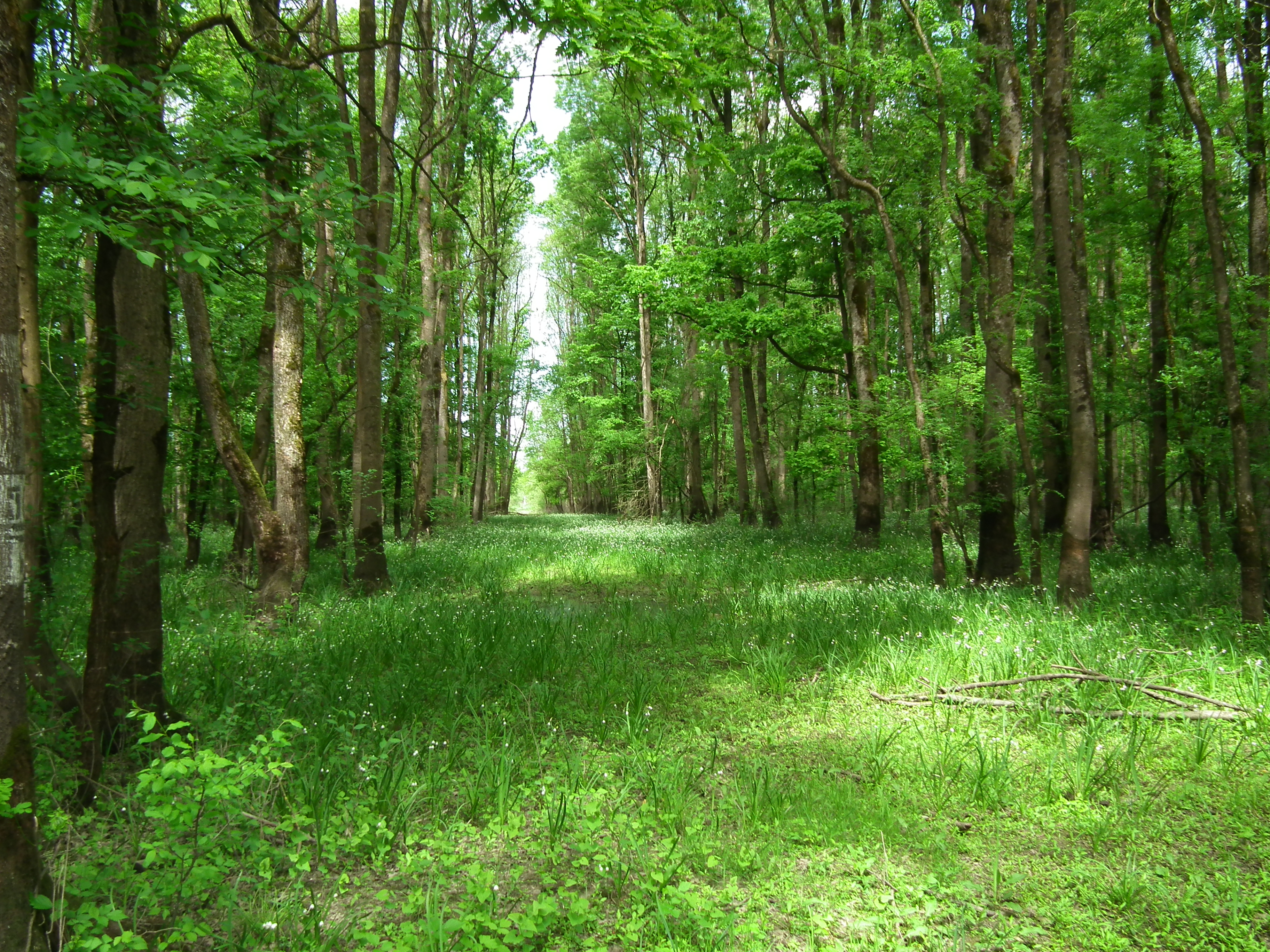 Leucojo aestivum - angustifoliae forest 