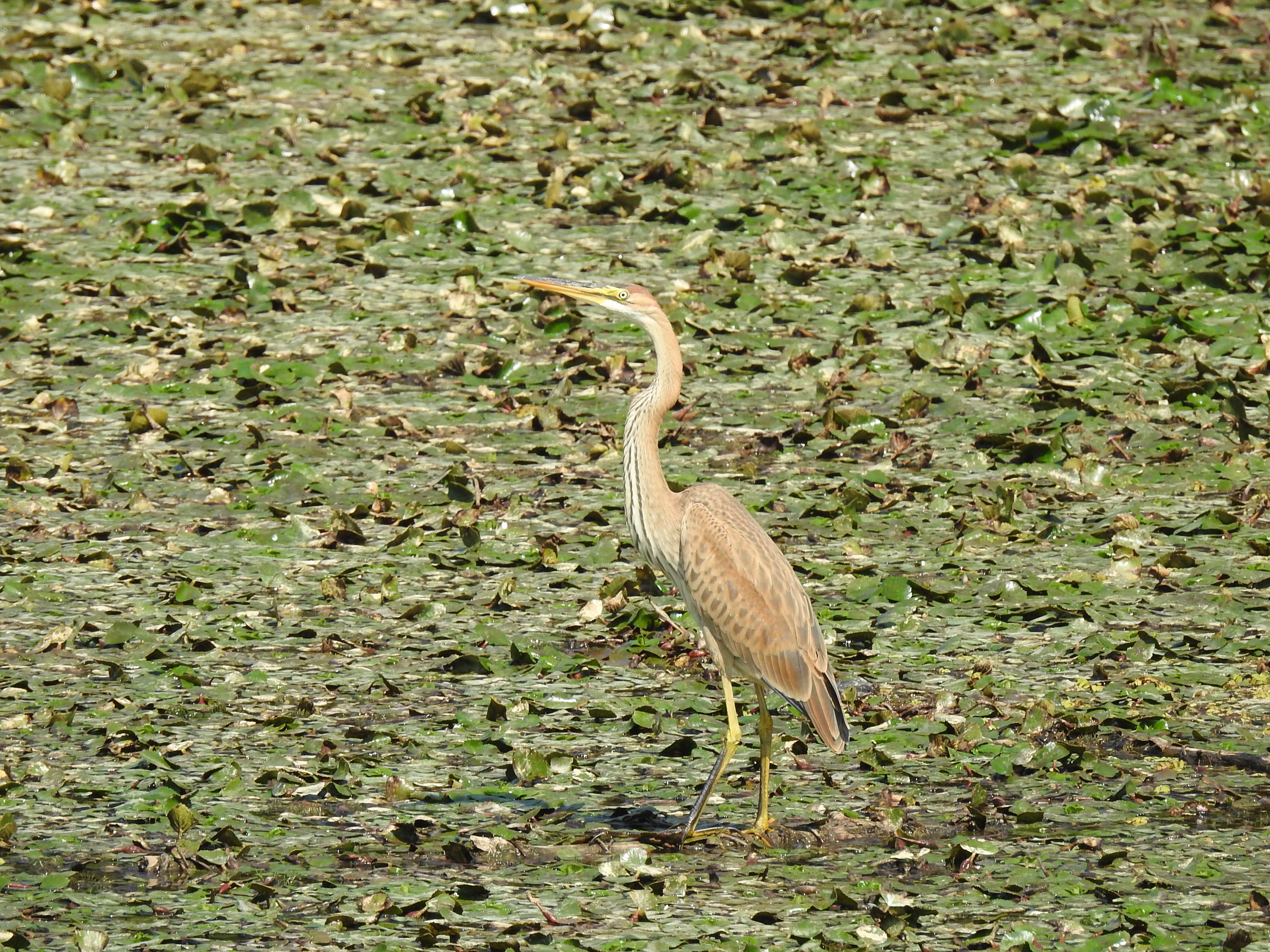 Ardea purpurea