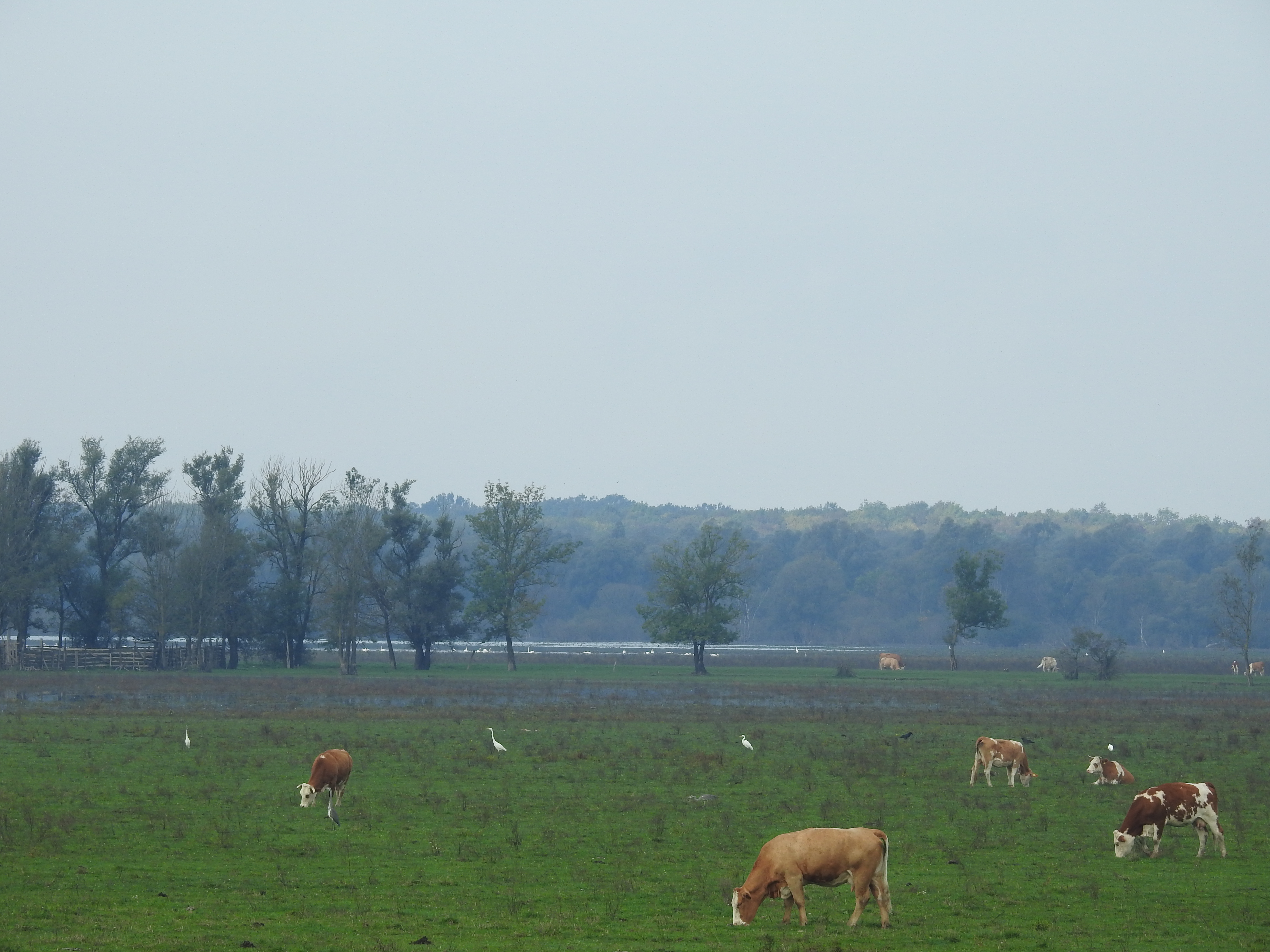 Coexistence between humans and nature, Gračansko Field