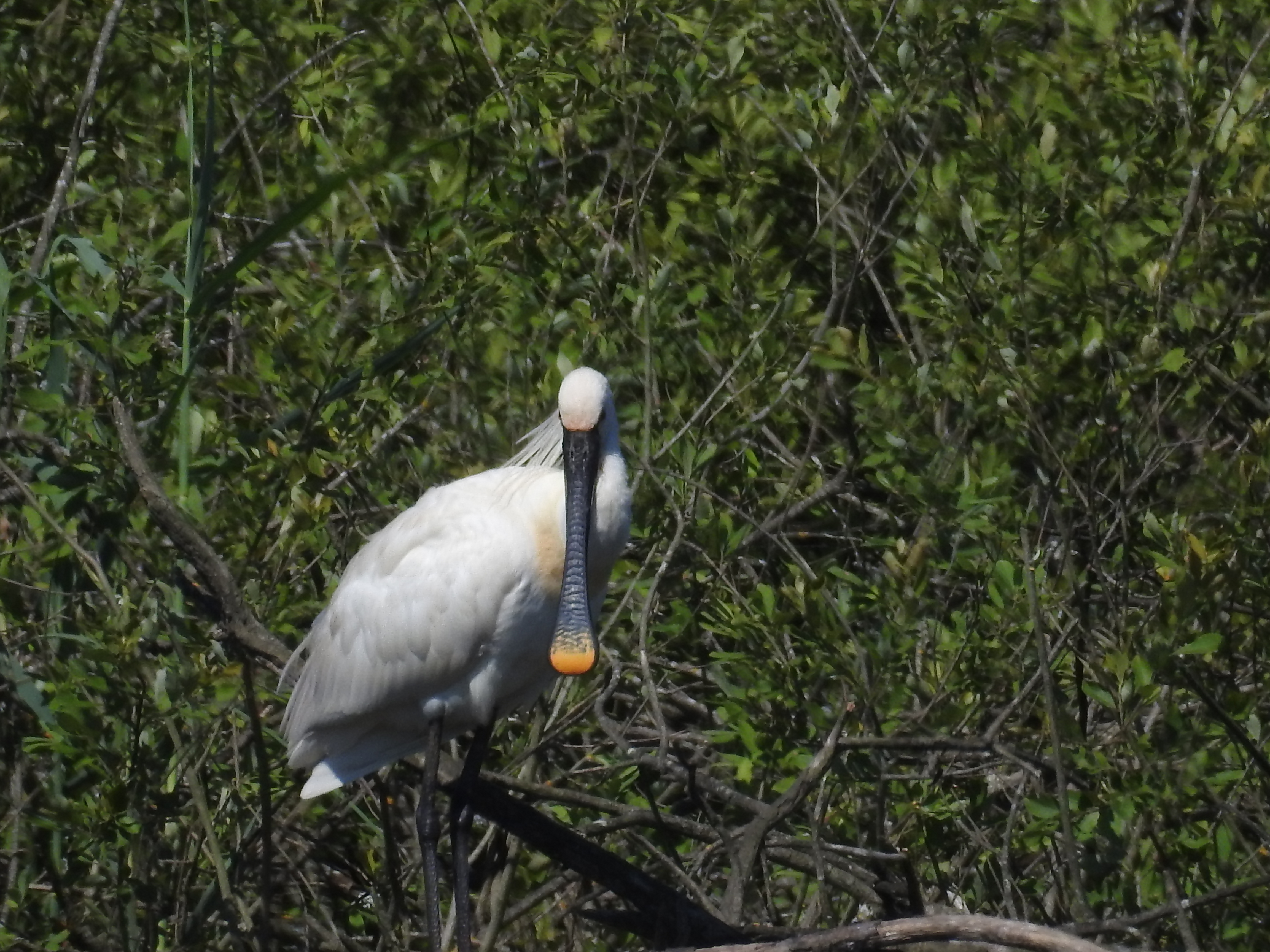 Platalea leucorodia