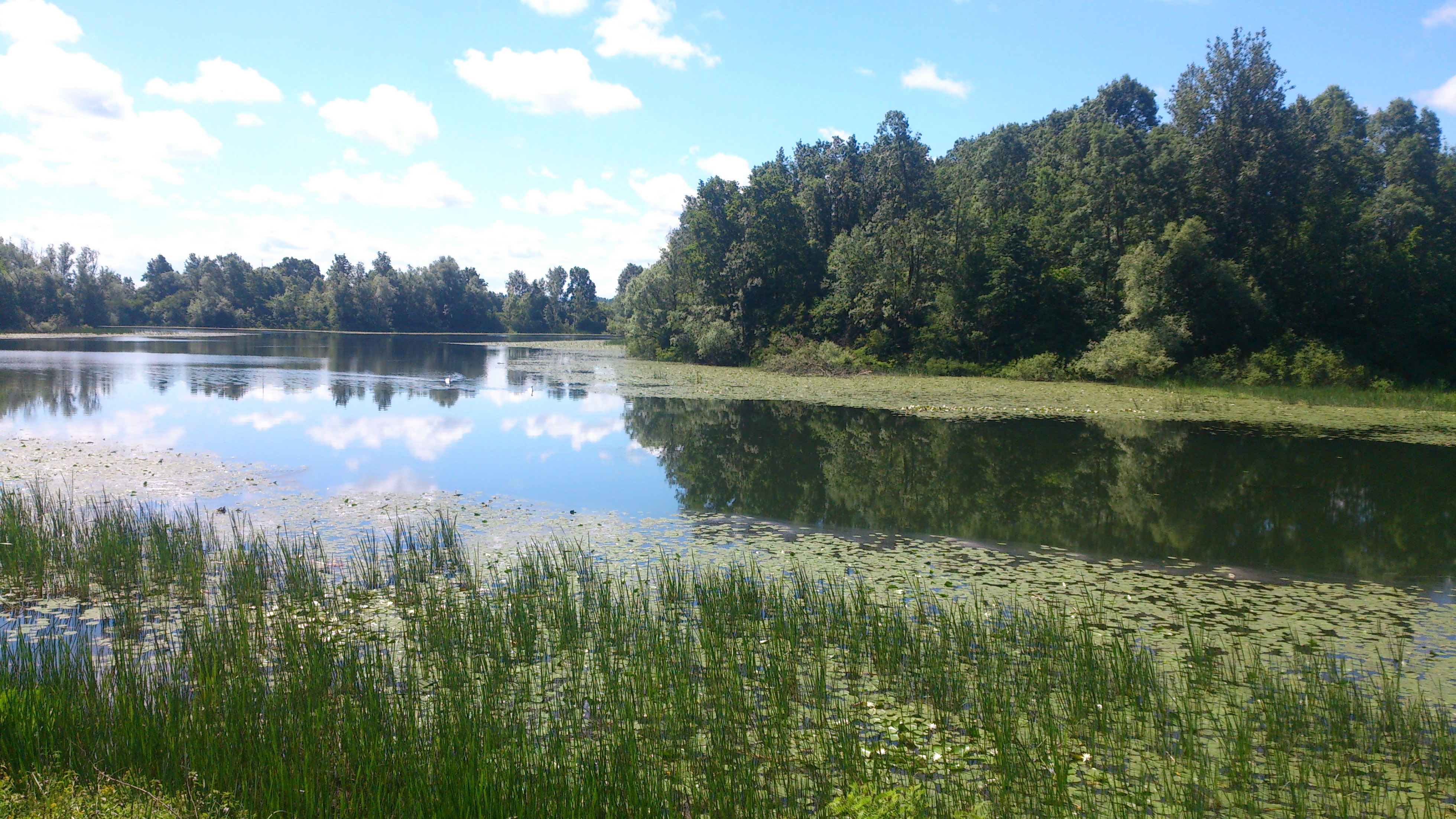 Mužilovčica oxbow