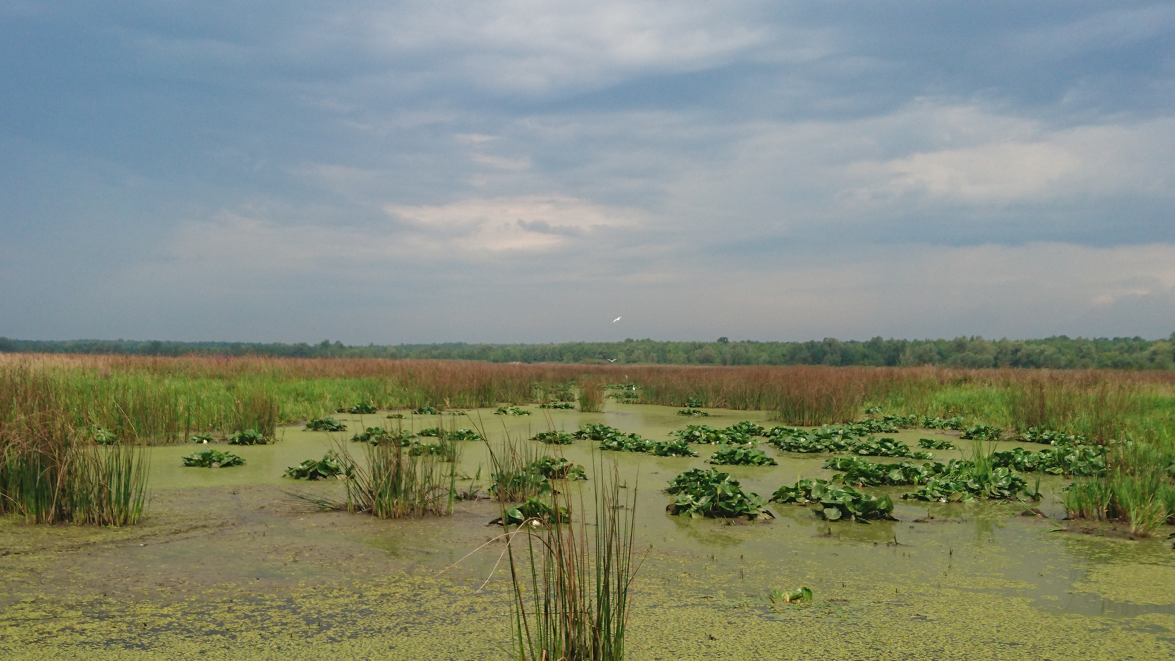 Poganovo Field