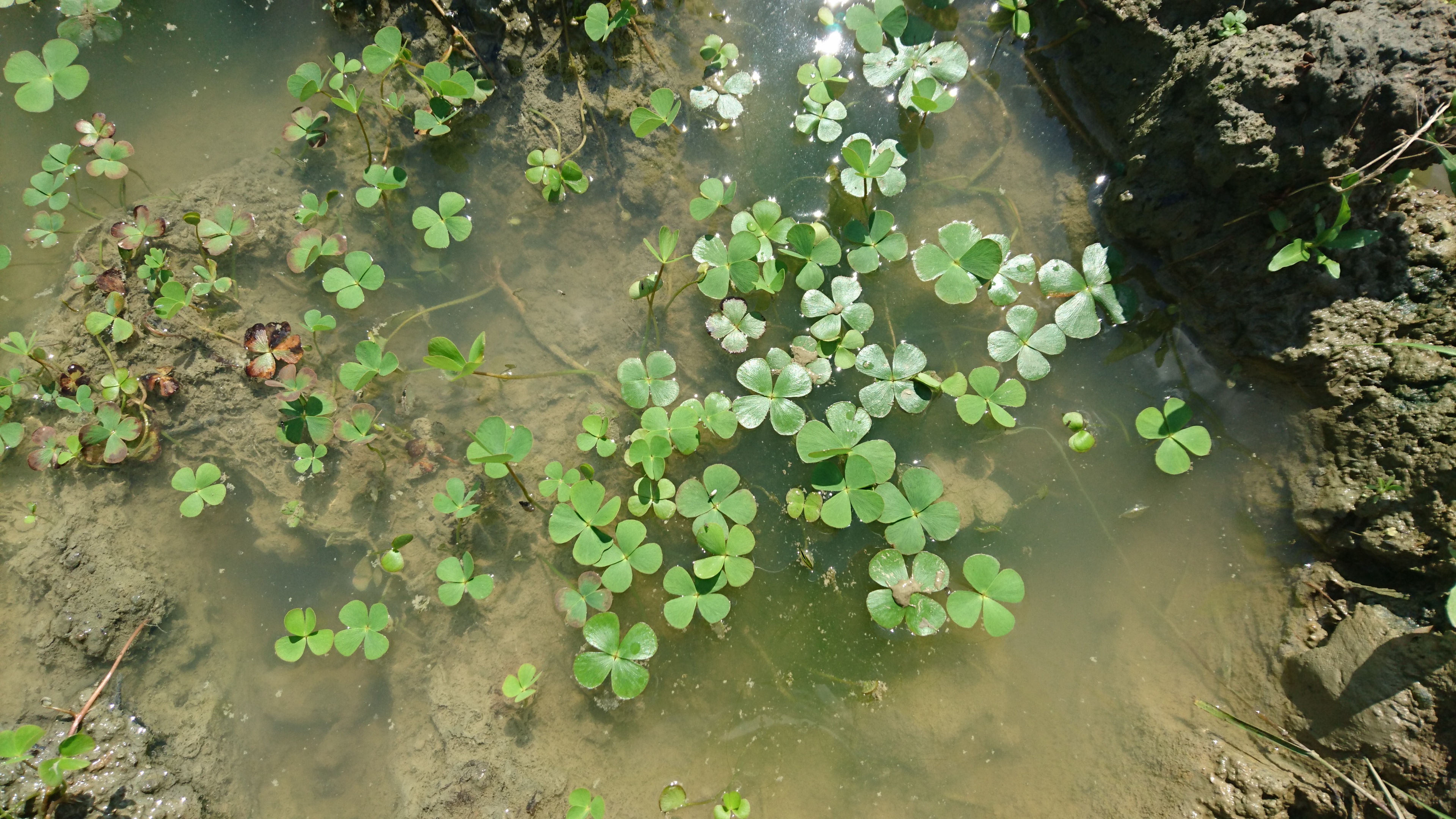 Marsilea quadrifolia