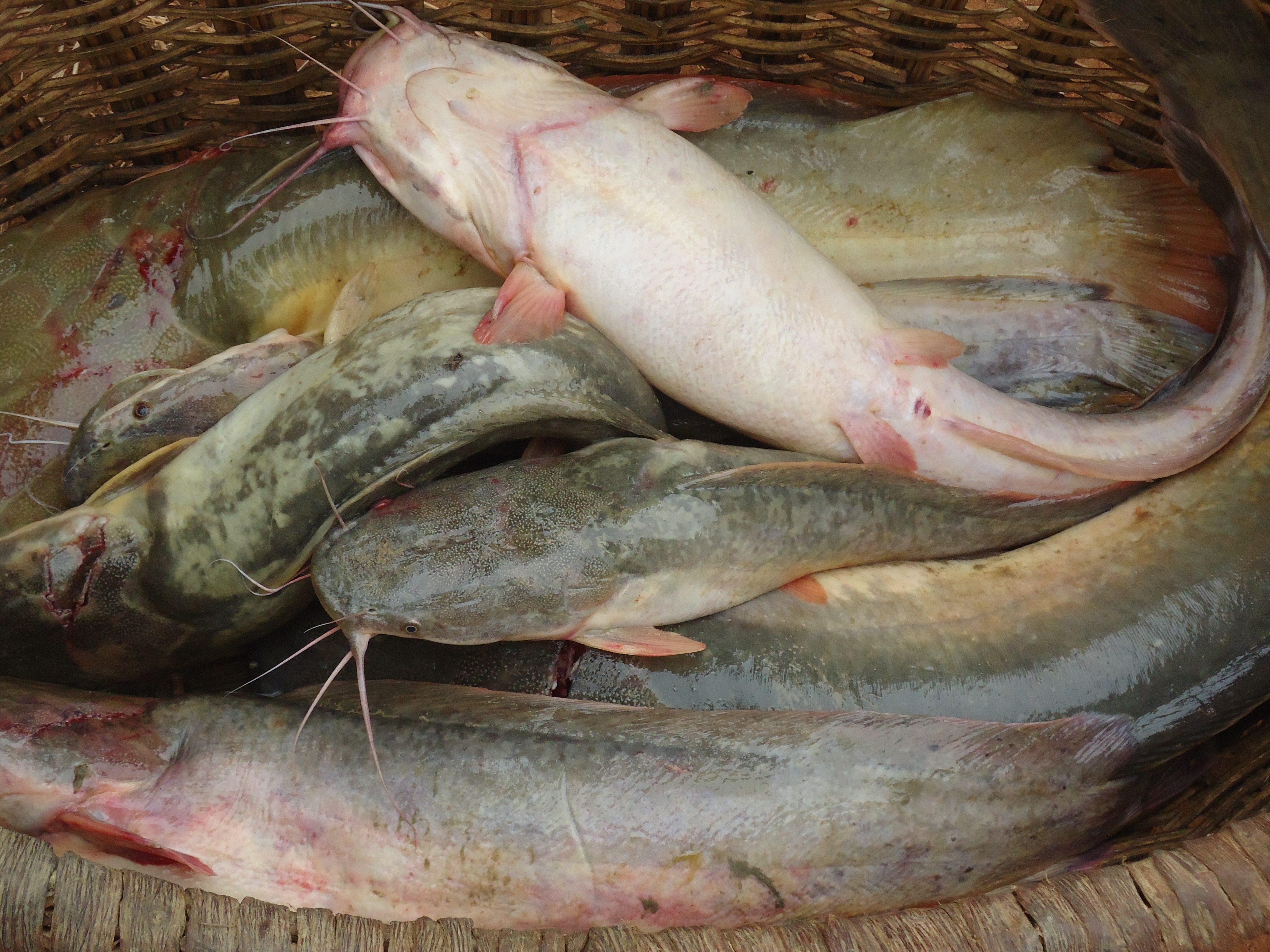 Photo 9 : Prise de poisson dans la zone de confluence Mouhoun-Sourou