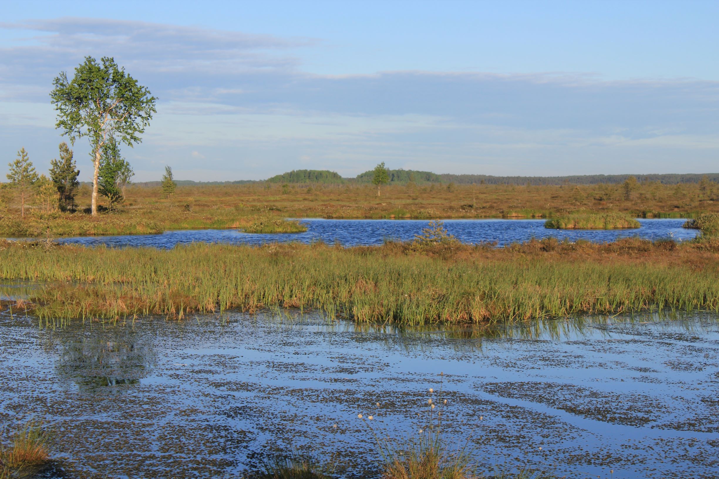 Bog pools