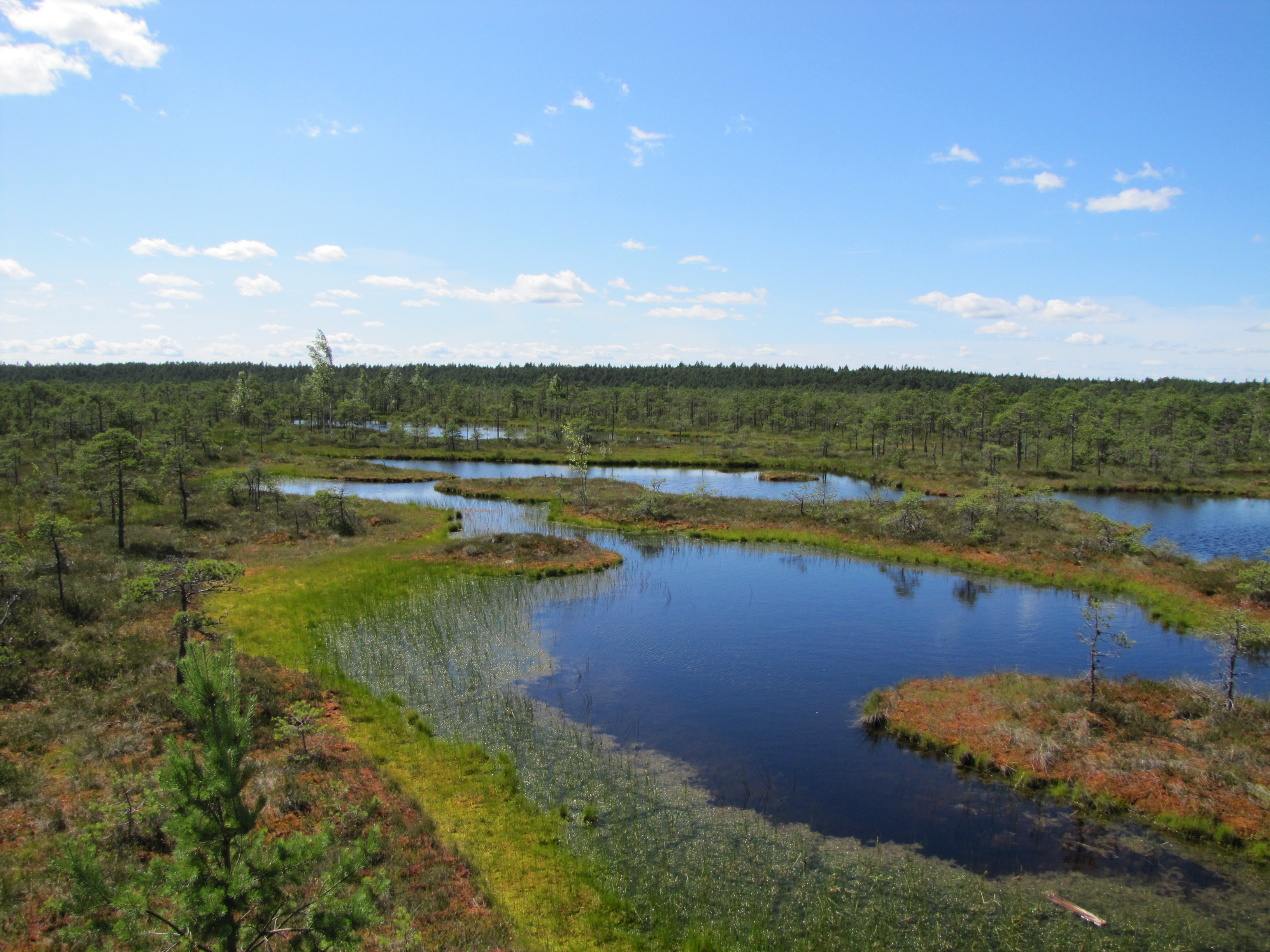 Männikjärve bog