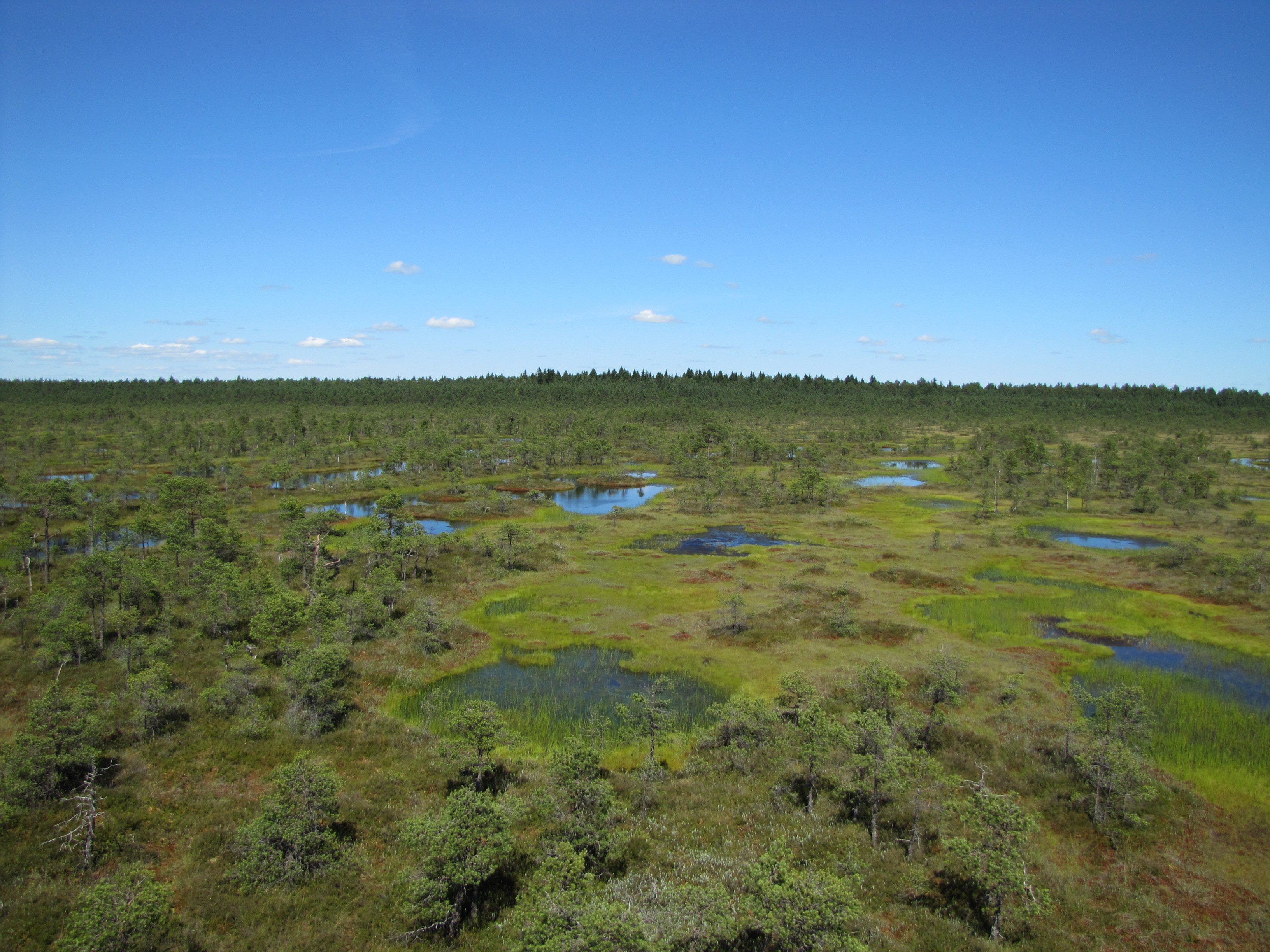 Männikjärve bog from tower